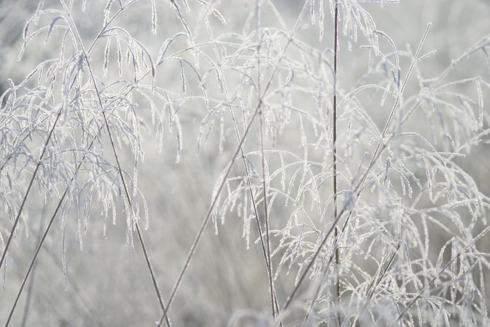 Canon EOS D60 sample photo. Frost, frosted outdoors, light photography