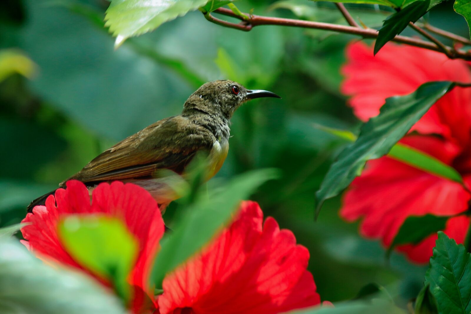Canon EOS 700D (EOS Rebel T5i / EOS Kiss X7i) sample photo. Nature, flower, outdoors photography
