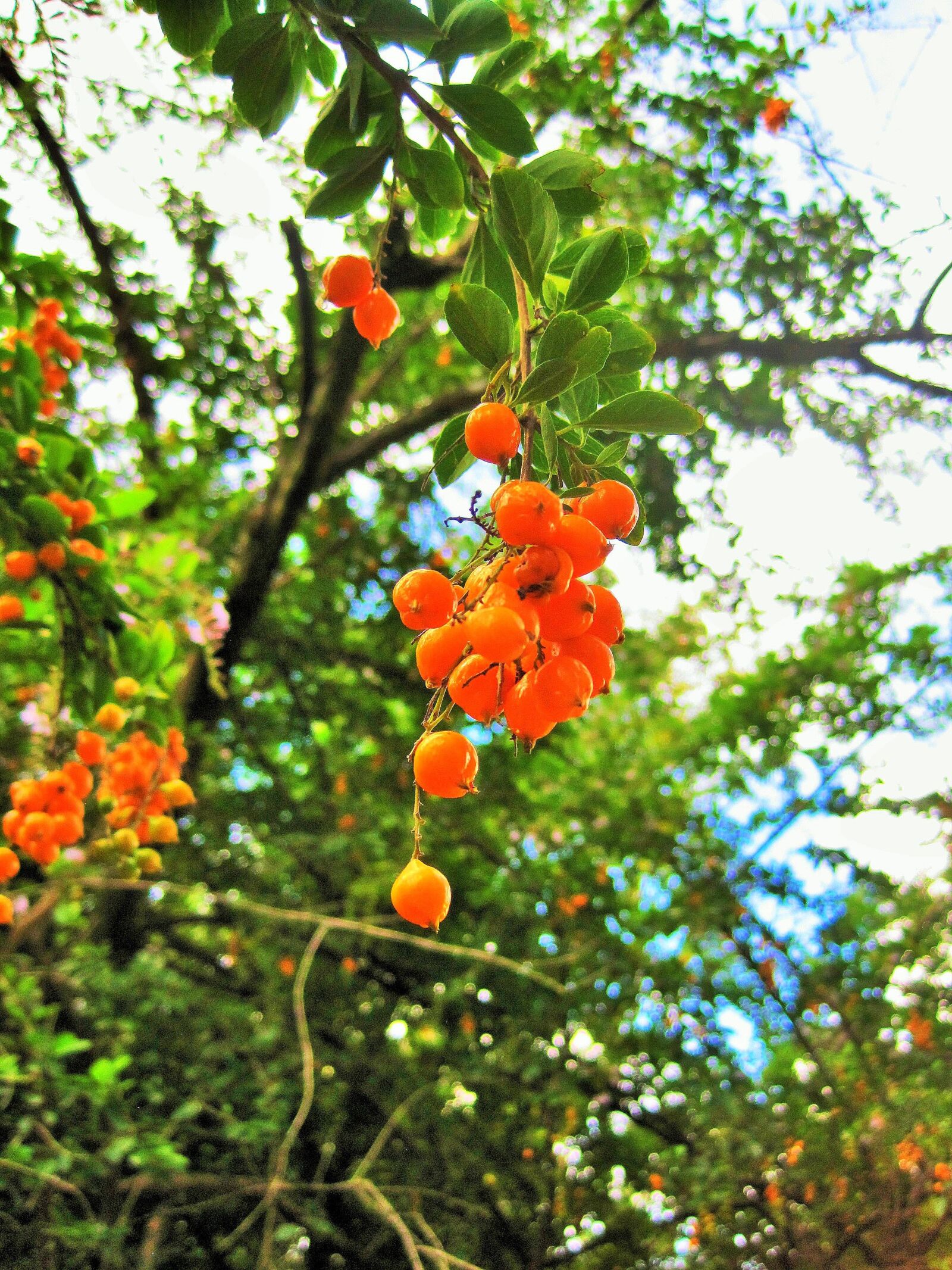 Canon PowerShot SD1200 IS (Digital IXUS 95 IS / IXY Digital 110 IS) sample photo. Duranta berries, tree, duranta photography