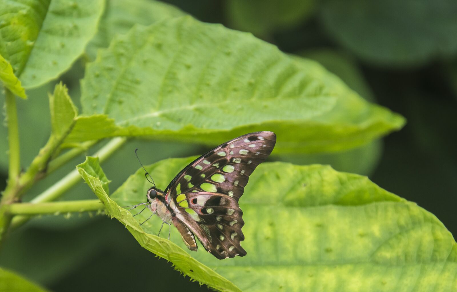 Nikon D7200 sample photo. Butterfly, lepidoptera, insect photography