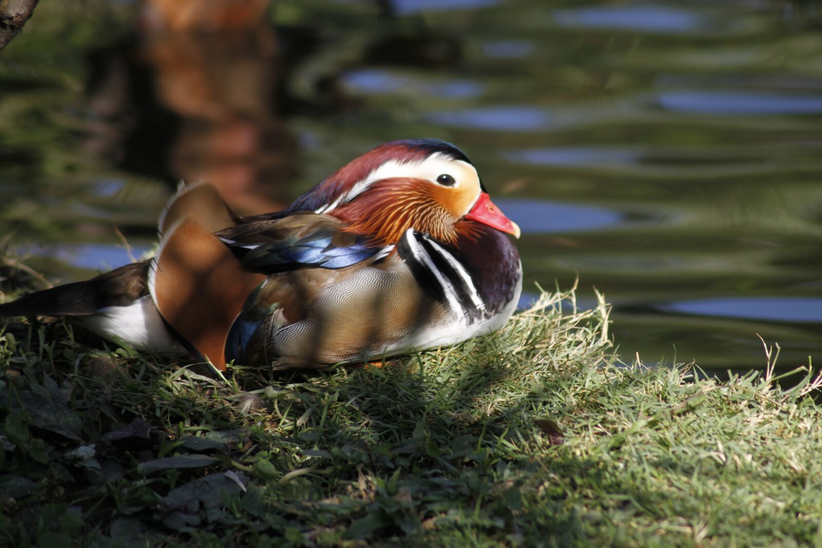 Canon EOS 500D (EOS Rebel T1i / EOS Kiss X3) sample photo. Bird, bali, in photography