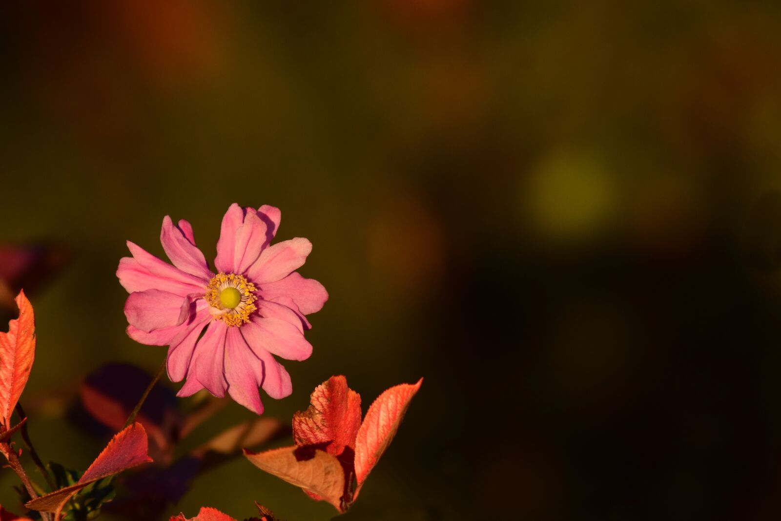 Nikon D3300 sample photo. Anemone, evening sun, red photography