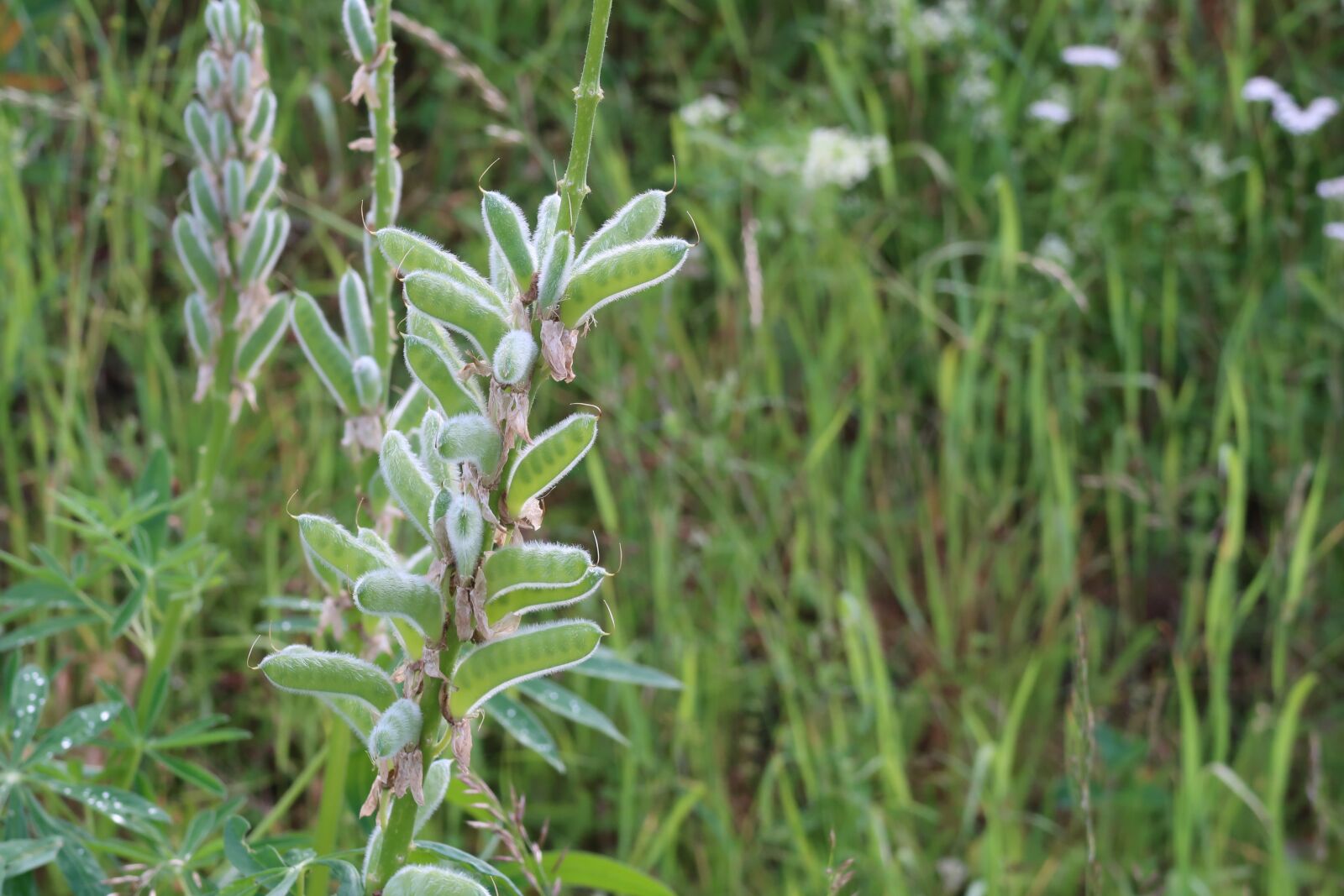Canon PowerShot G7 X Mark II sample photo. Plant, green, meadow photography