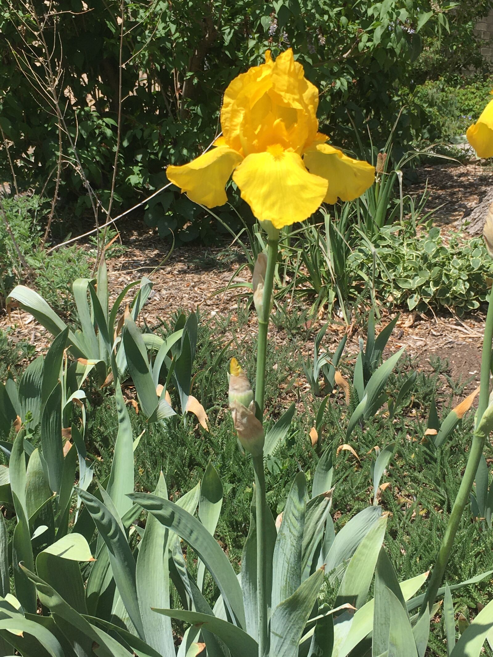 iPhone SE back camera 4.15mm f/2.2 sample photo. Yellow, iris, flower photography