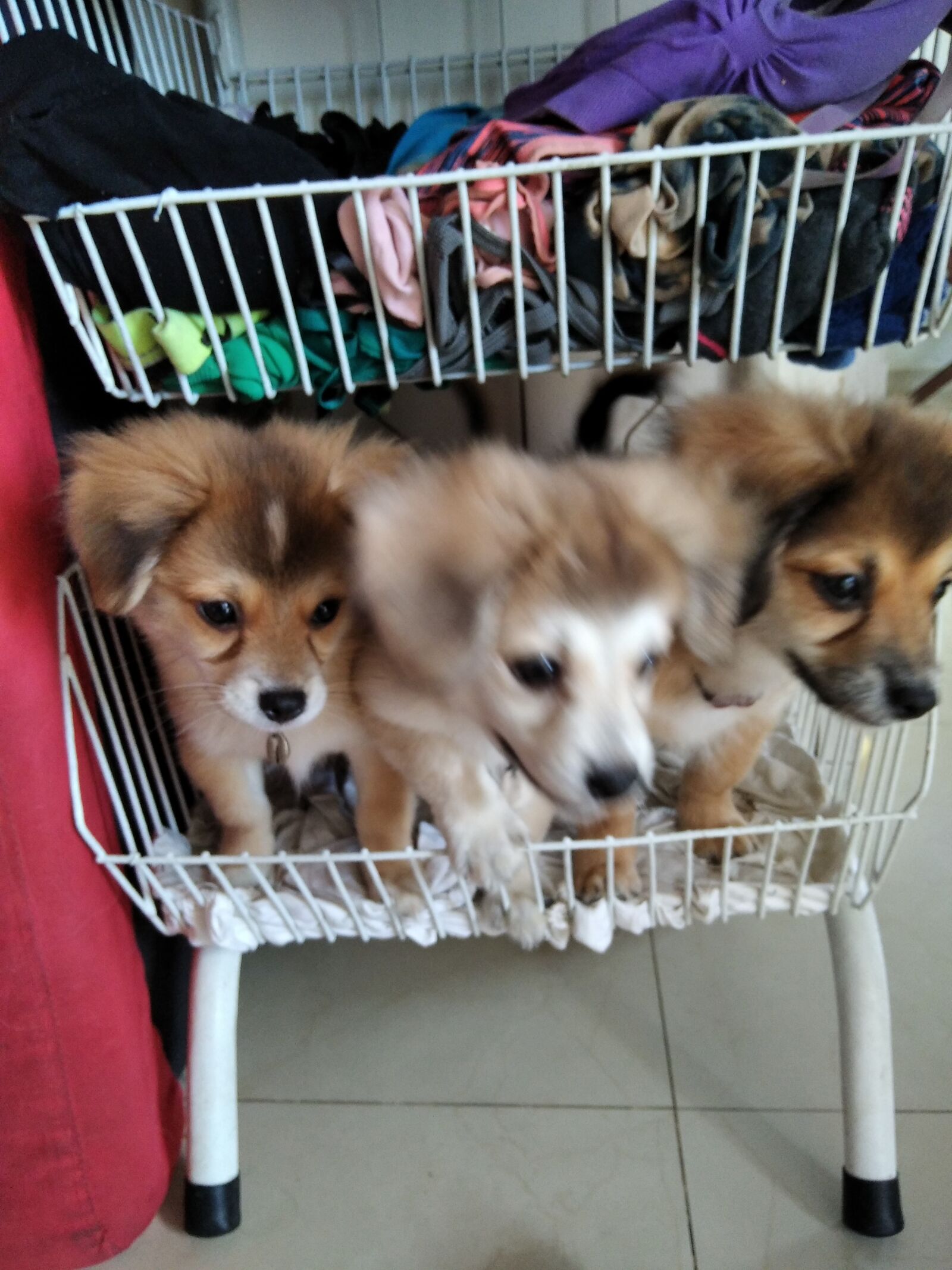 Xiaomi Redmi 8 sample photo. Puppies, cute, basket photography