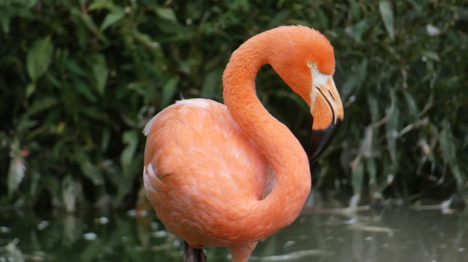 Panasonic Lumix DC-FZ80 (Lumix DC-FZ82) sample photo. Flamingo, animal, bird photography