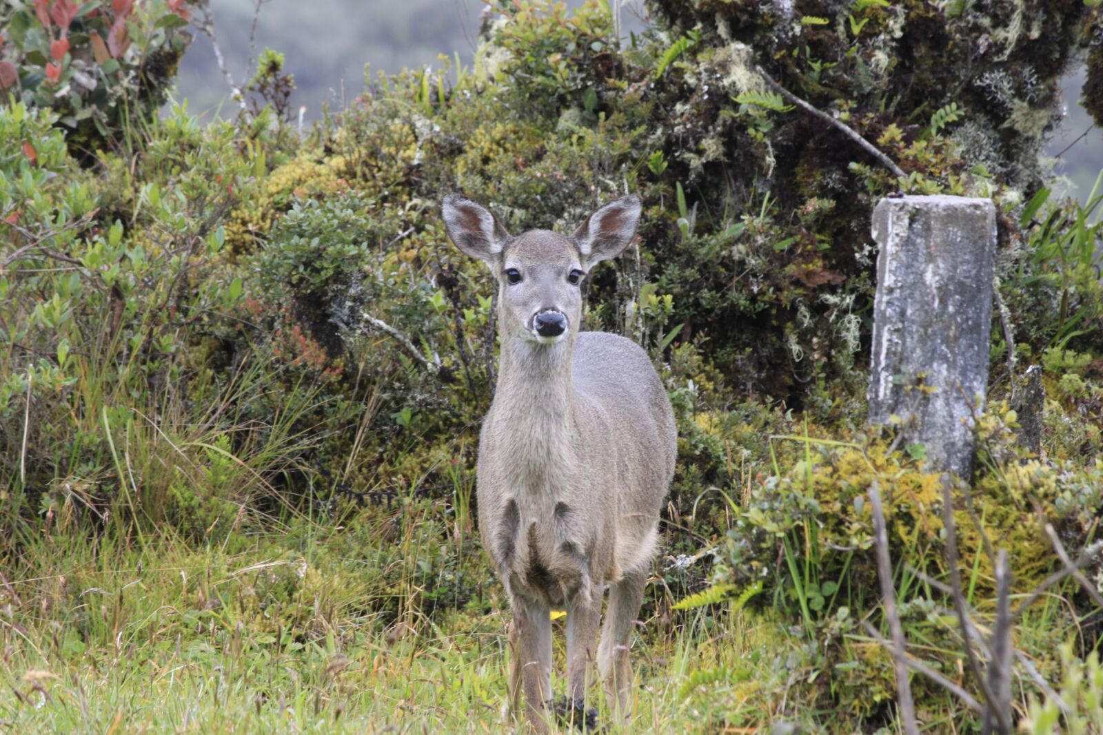 Canon EOS 500D (EOS Rebel T1i / EOS Kiss X3) sample photo. Deer in the p photography