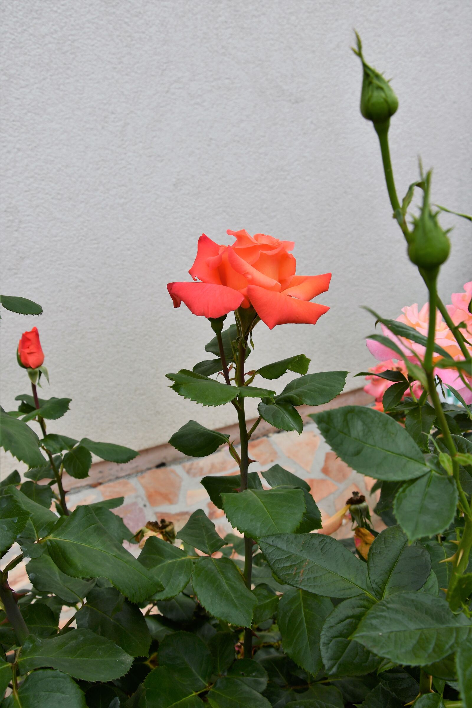 Nikon D7500 sample photo. Orange, rose, garden photography