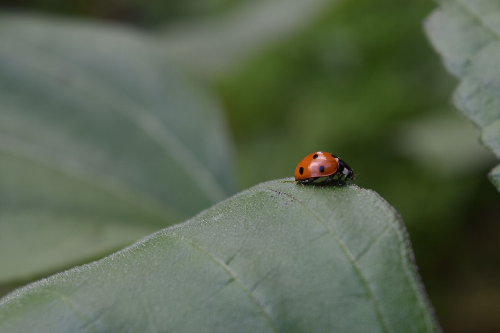 Nikon D3300 sample photo. Ladybug, beetle, siebenpunkt photography