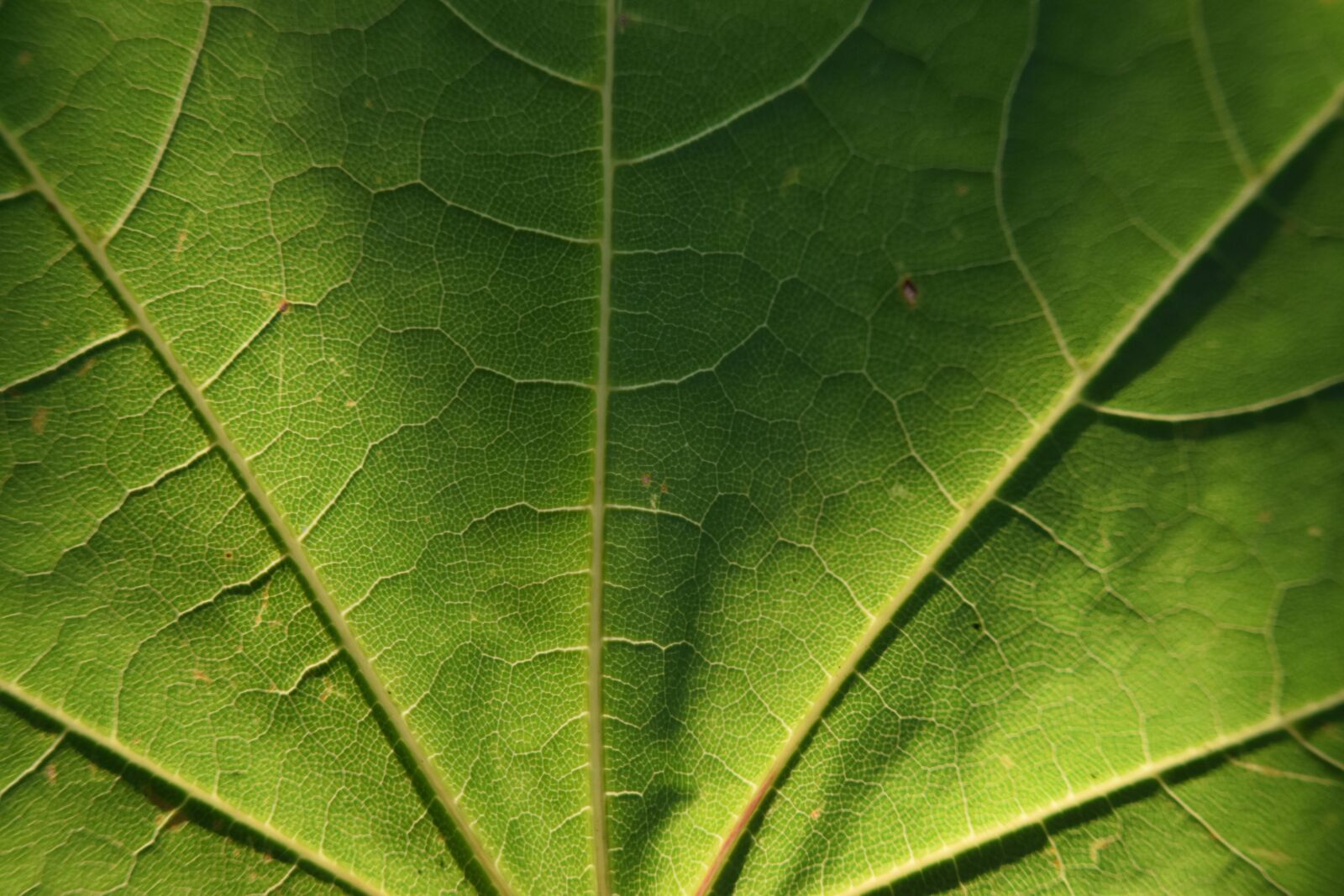 Nikon D5600 sample photo. Leaf, maple, sunshine photography