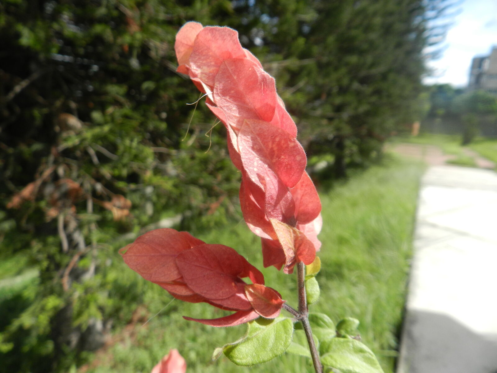 Nikon Coolpix P500 sample photo. Beautiful, nature, red photography