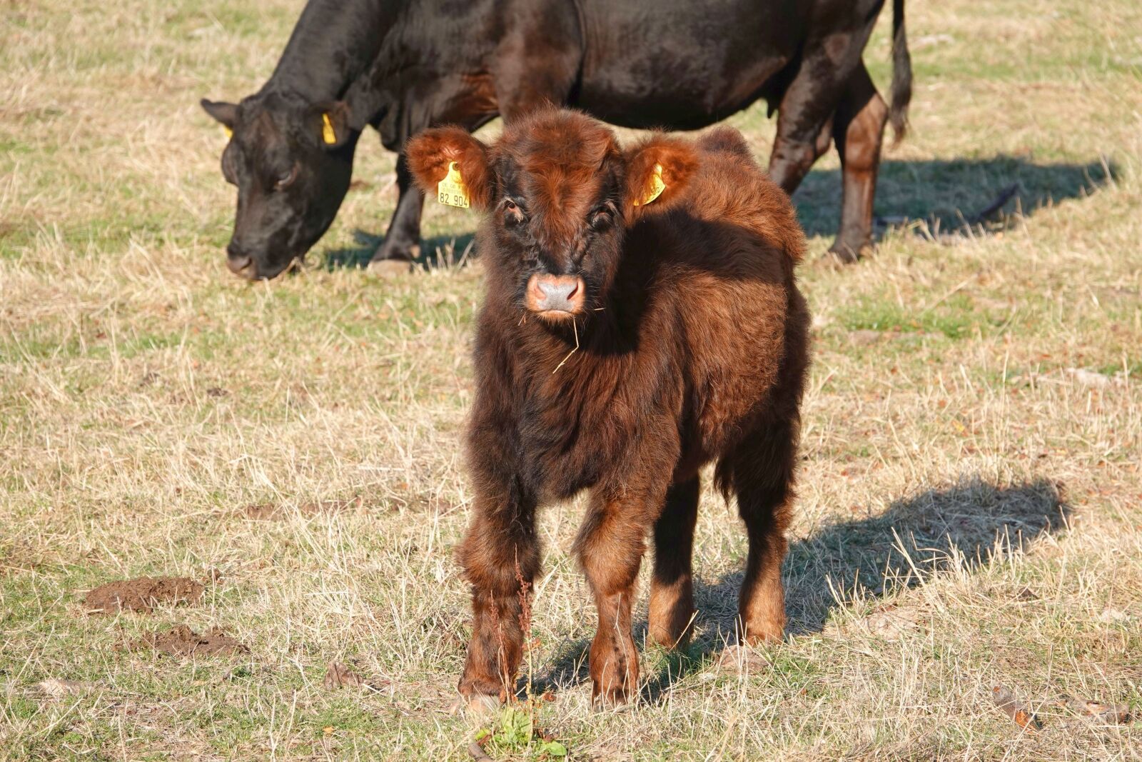Sony Cyber-shot DSC-RX10 IV sample photo. Calf, young animal, shaggy photography