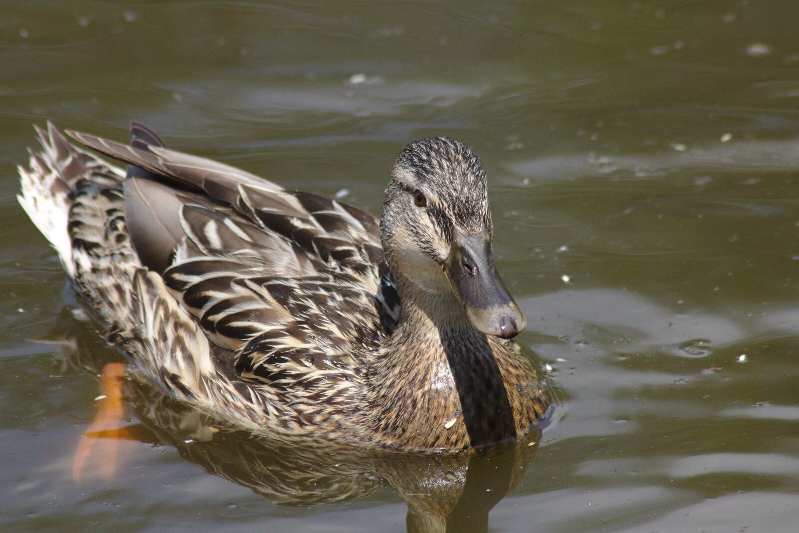 Canon EOS 750D (EOS Rebel T6i / EOS Kiss X8i) sample photo. Duck, mirroring, chicks photography