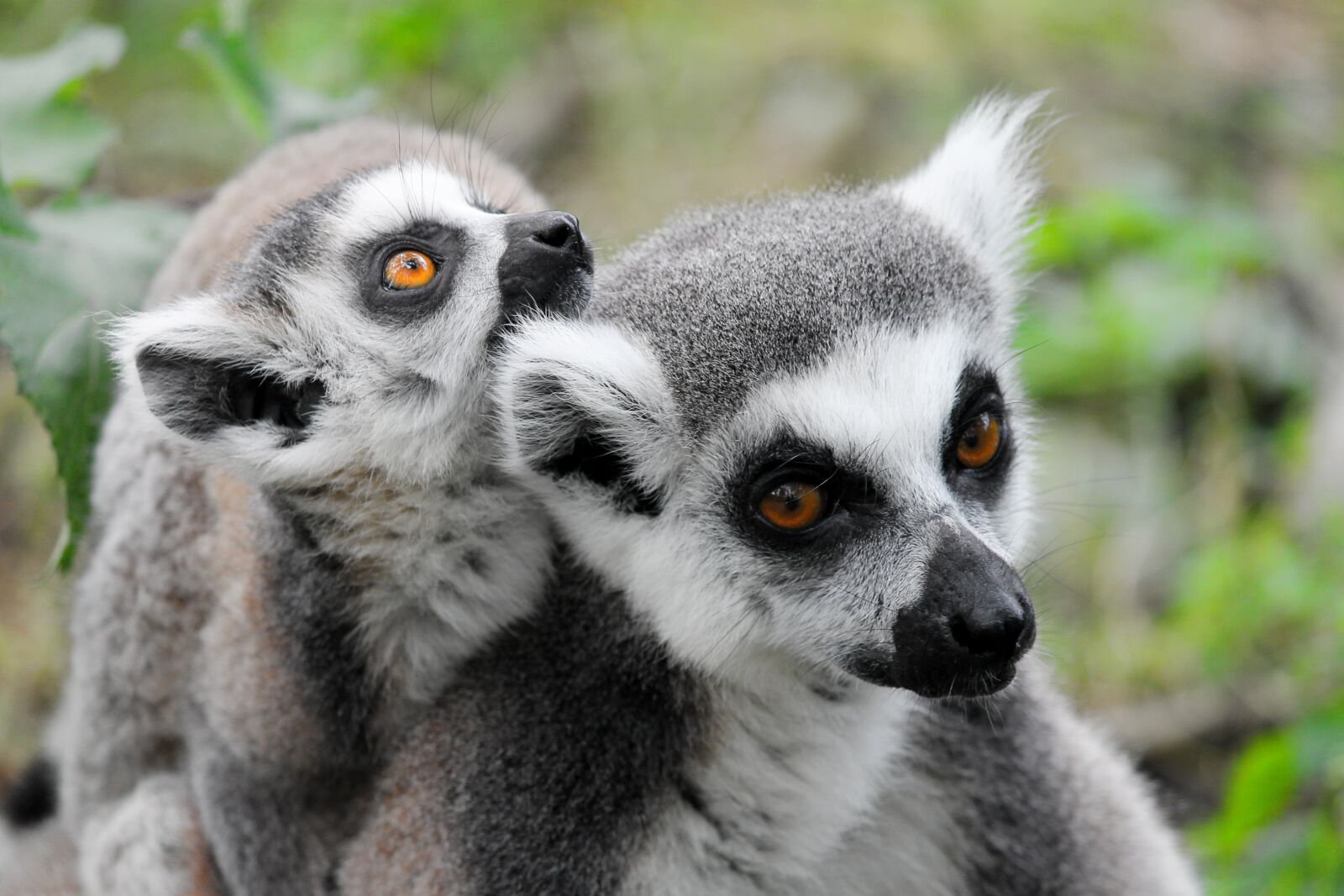 Canon EOS 1100D (EOS Rebel T3 / EOS Kiss X50) sample photo. Makis, lemur, lemurs monkeys photography