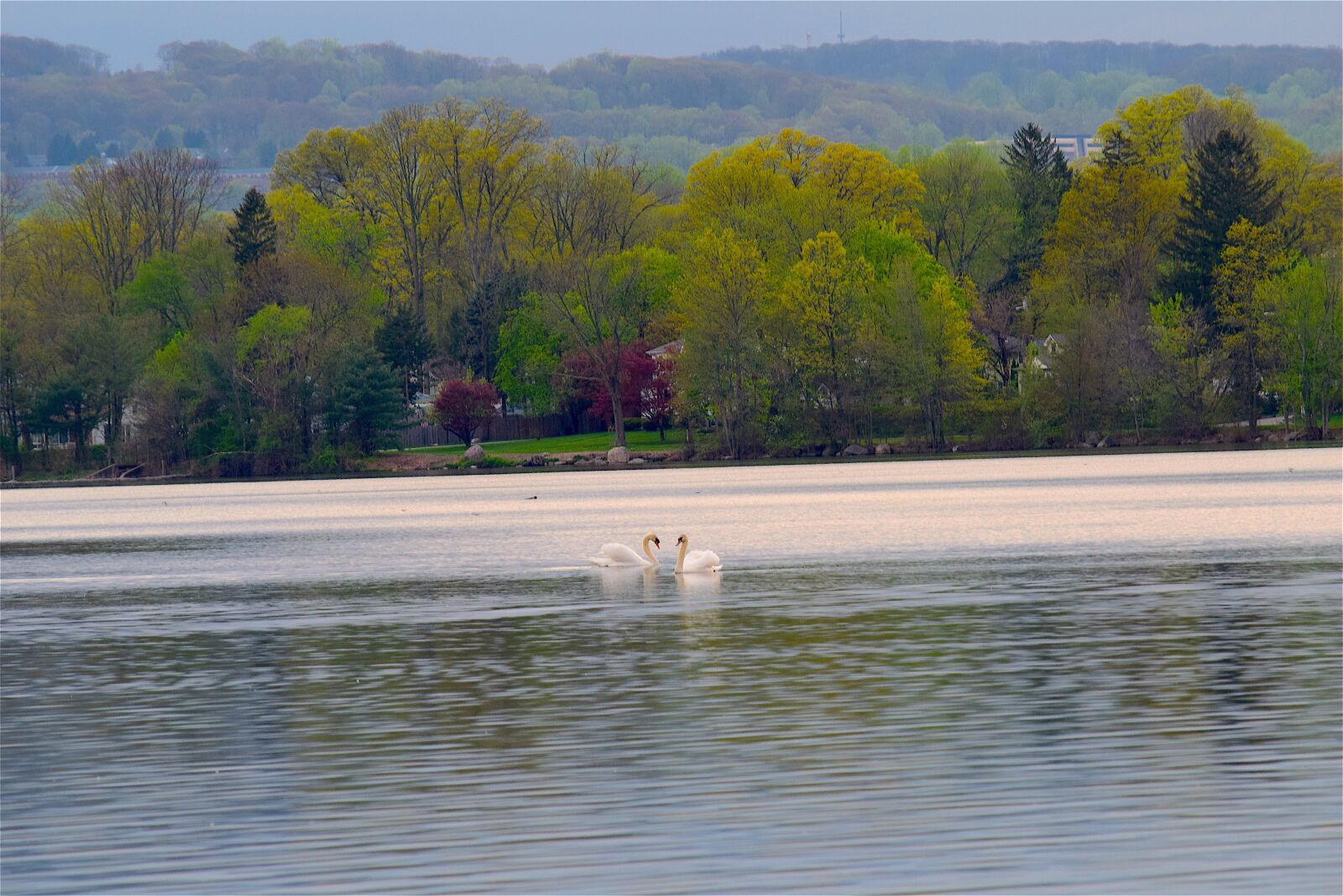 Nikon D3300 sample photo. Swans, park, trees photography