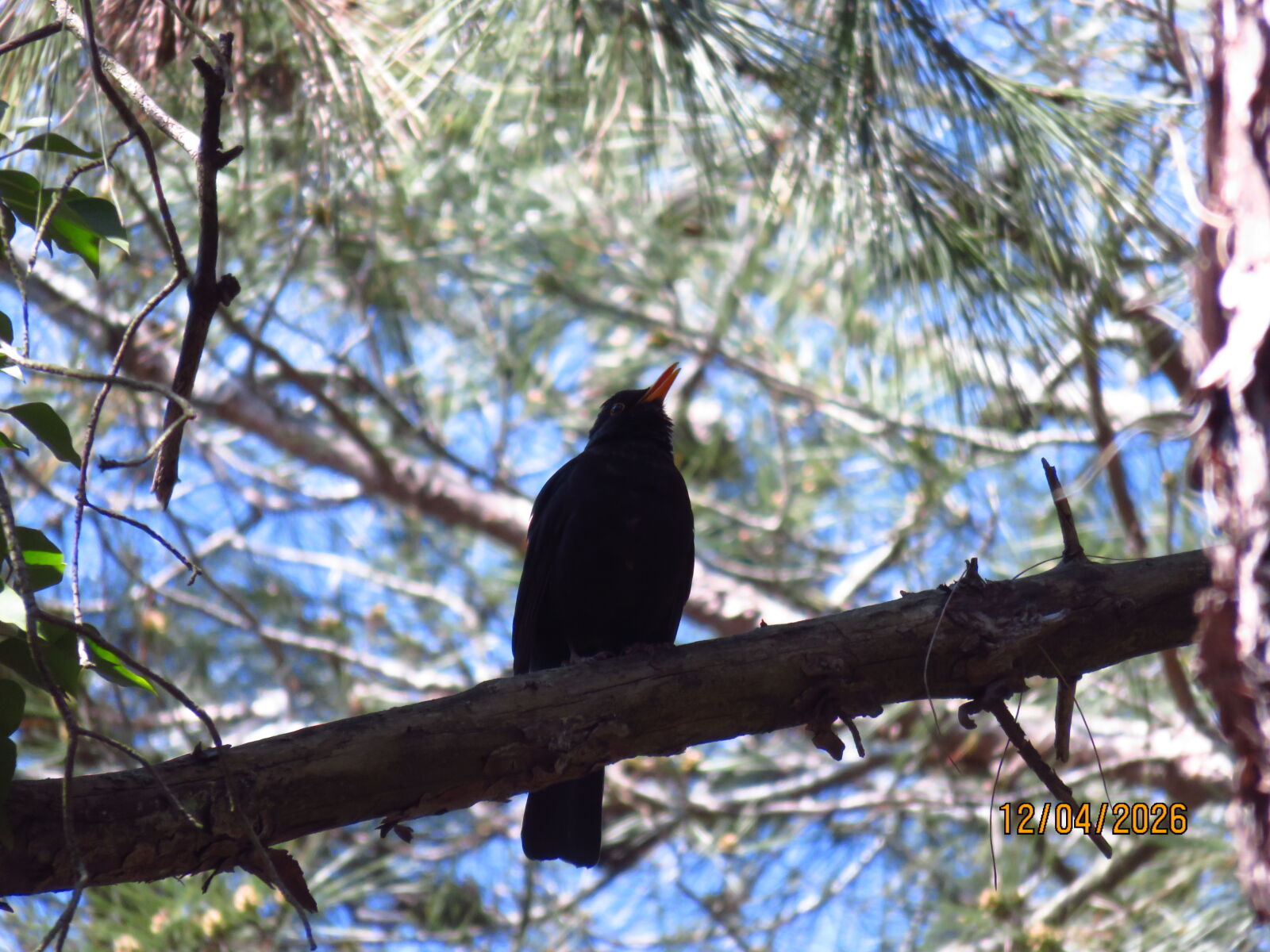 Canon PowerShot SX700 HS sample photo. Blackbird in atat rk photography