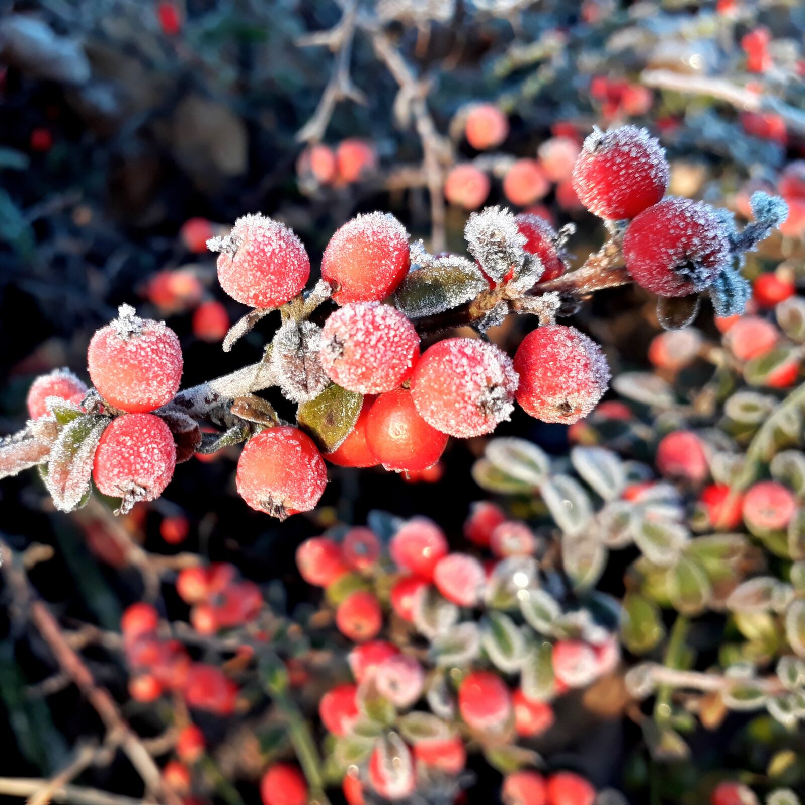 Samsung Galaxy A3(2017) sample photo. Berries, red, frost photography