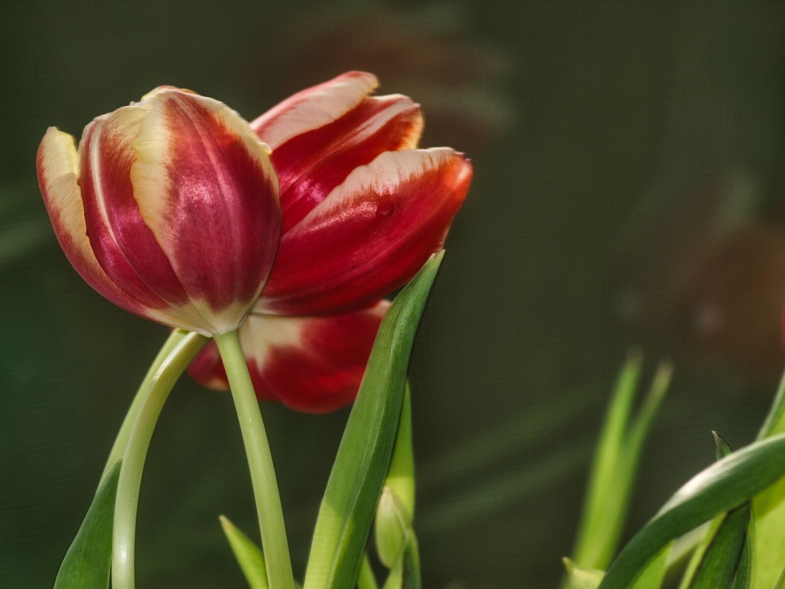 Olympus Zuiko Digital ED 70-300mm F4.0-5.6 sample photo. Tulip, flower, spring photography