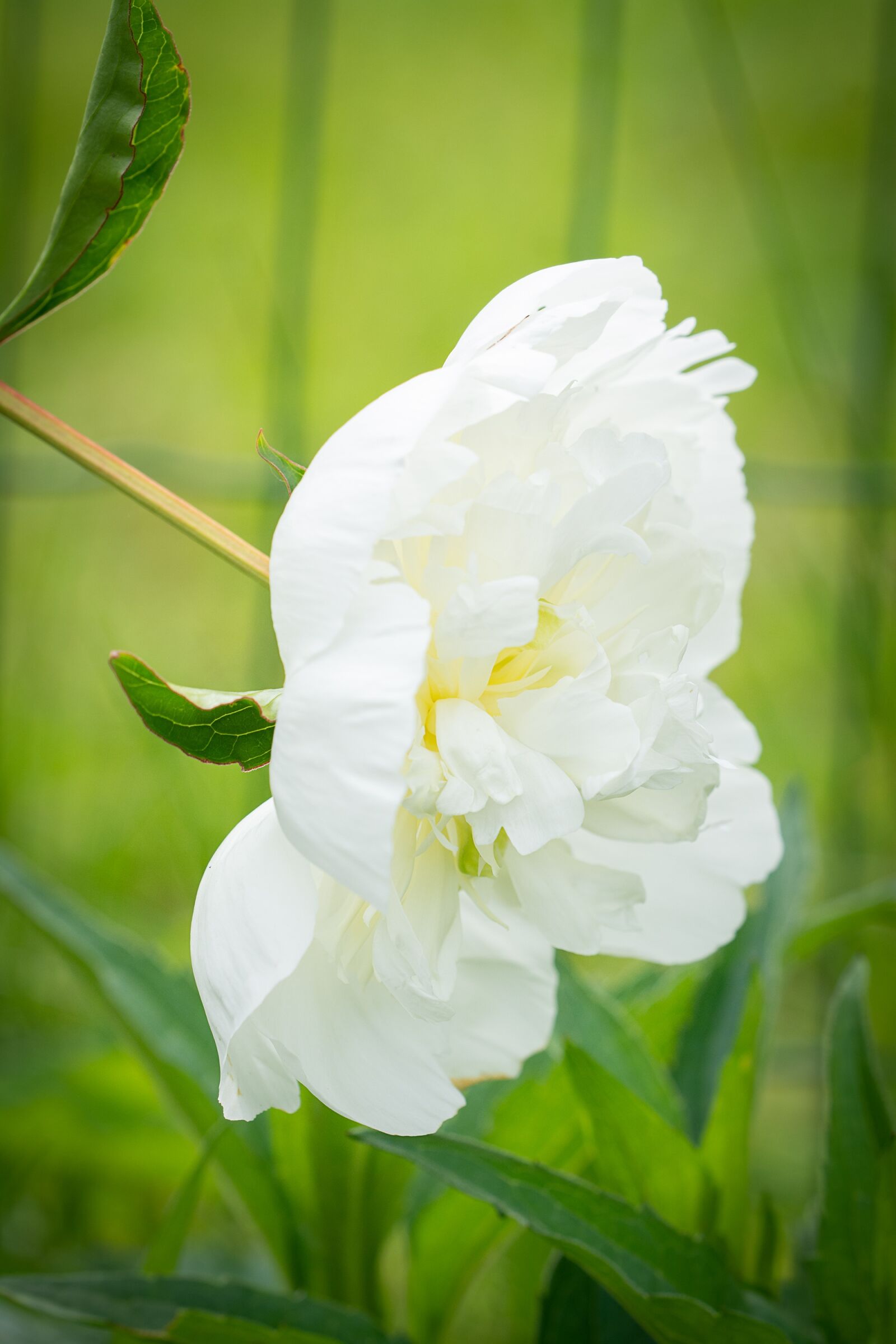 Nikon D7100 sample photo. Peony, white, white peony photography