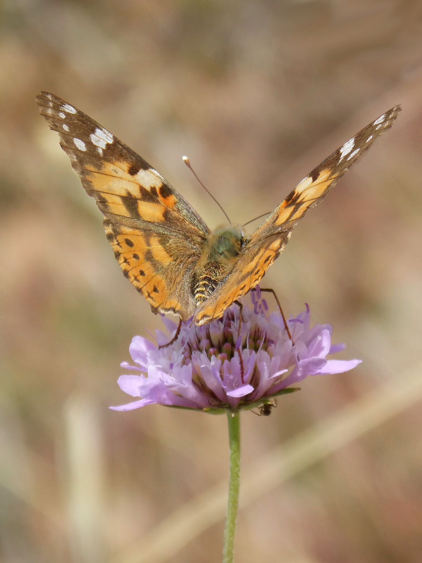 Panasonic DMC-FZ62 sample photo. Vanessa cardui, butterfly, flower photography