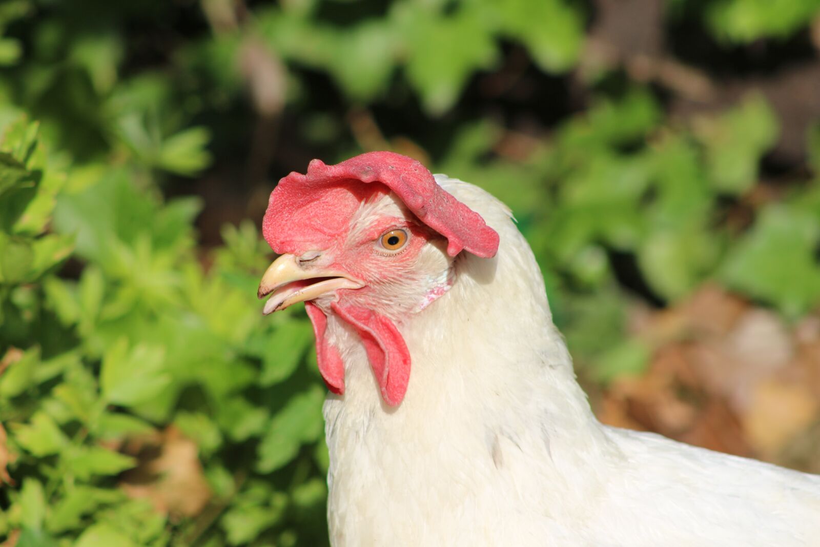 Canon EOS 700D (EOS Rebel T5i / EOS Kiss X7i) sample photo. Chicken, hen, poultry photography