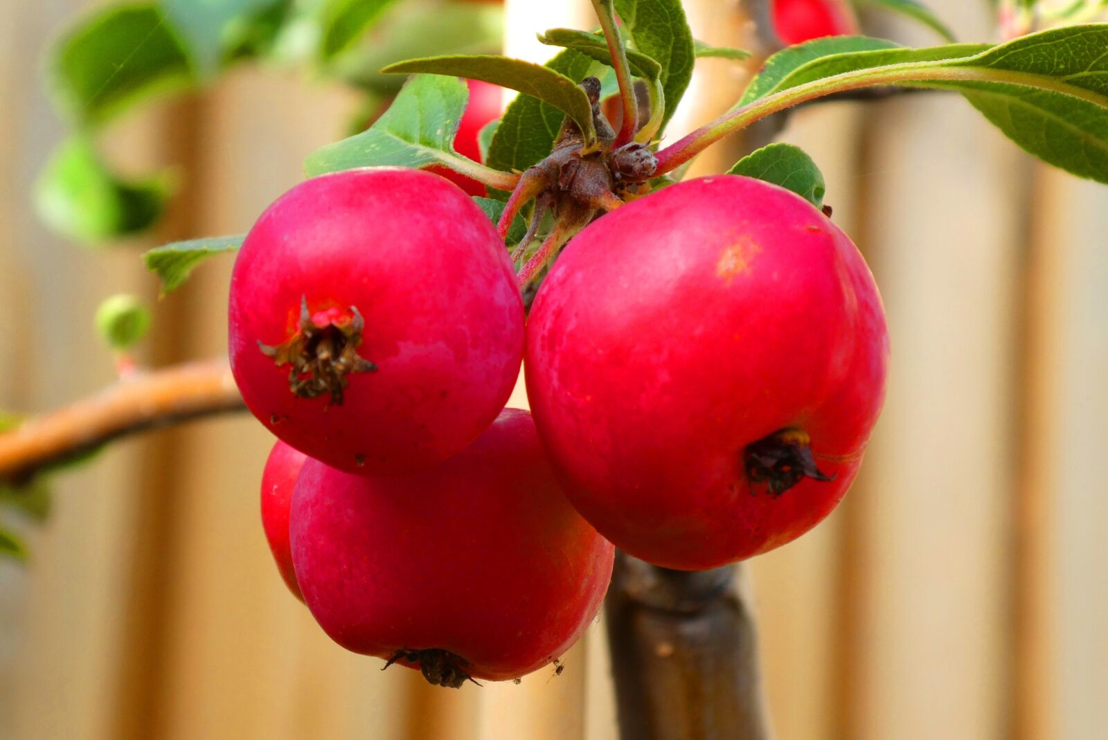 Panasonic Lumix DC-ZS70 (Lumix DC-TZ90) sample photo. Ornamental apples, red, autumn photography