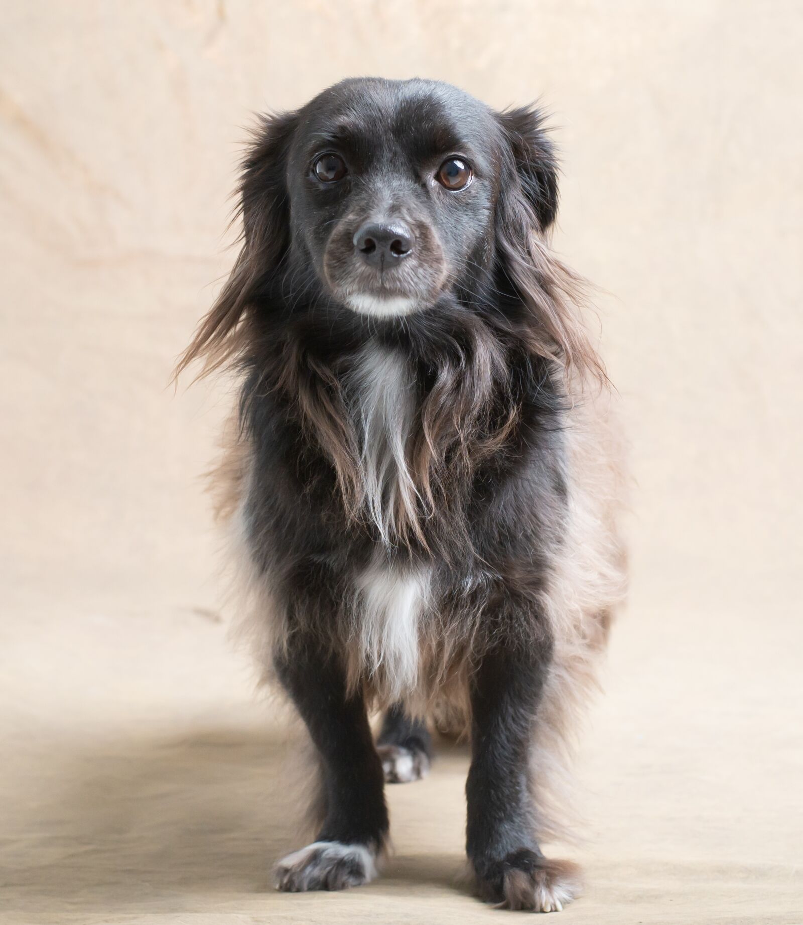 Nikon D600 sample photo. Dog, studio, black photography