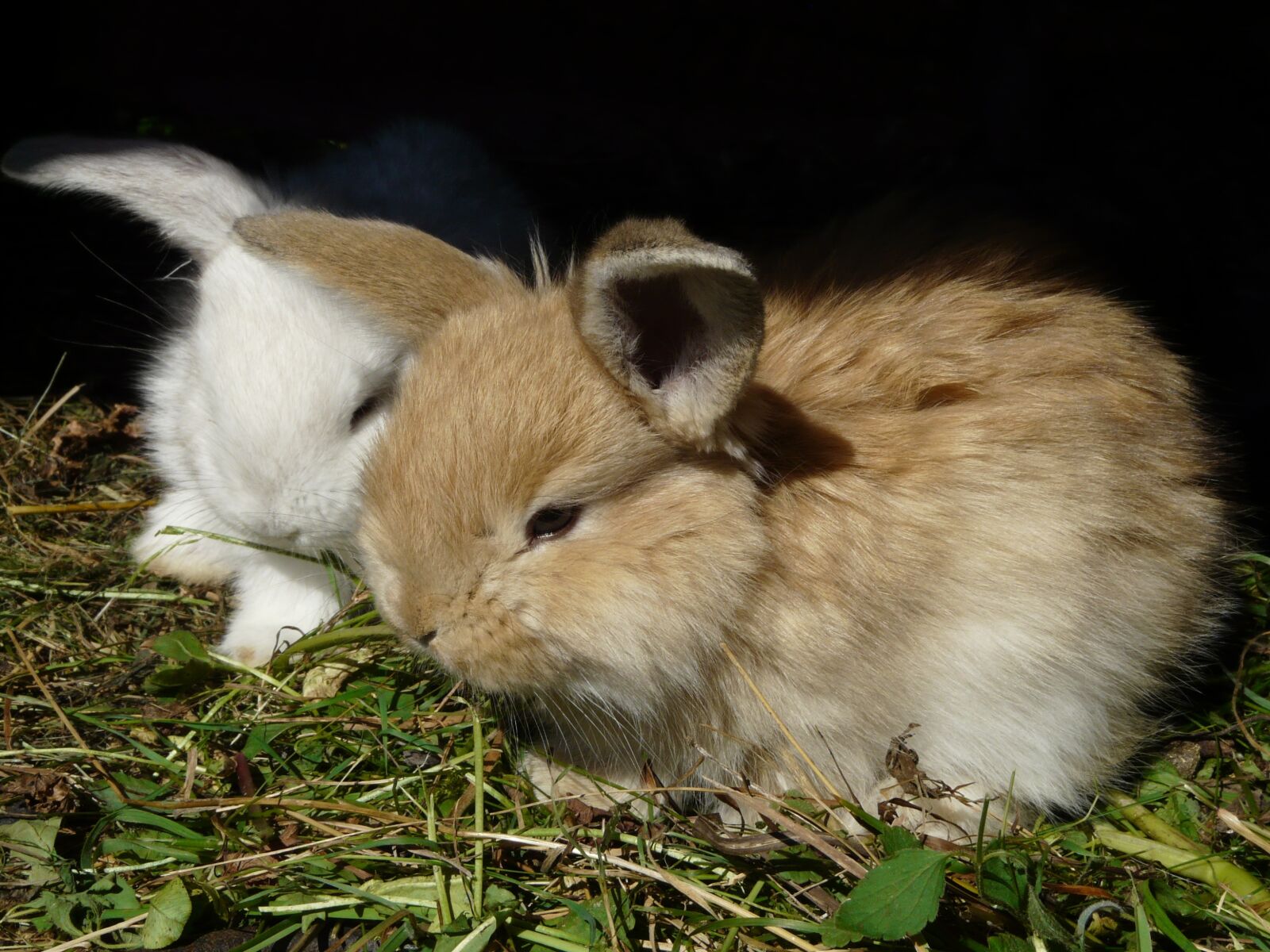 Panasonic DMC-FZ18 sample photo. Rabbit, bunny, rabbits photography