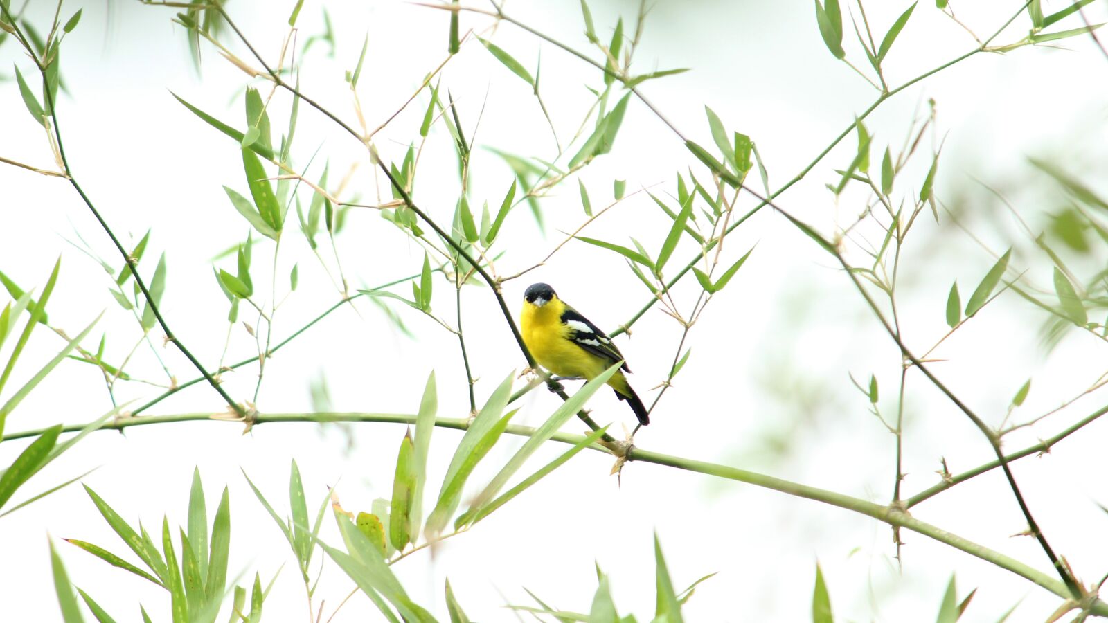 Canon EOS 1300D (EOS Rebel T6 / EOS Kiss X80) sample photo. Indian, bird, iora photography