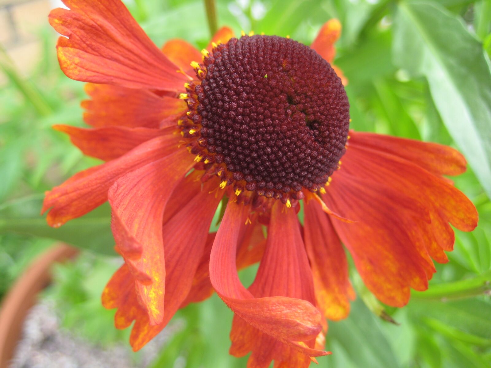 Canon DIGITAL IXUS 75 sample photo. Sneezeweed, helenium moerheim beauty photography