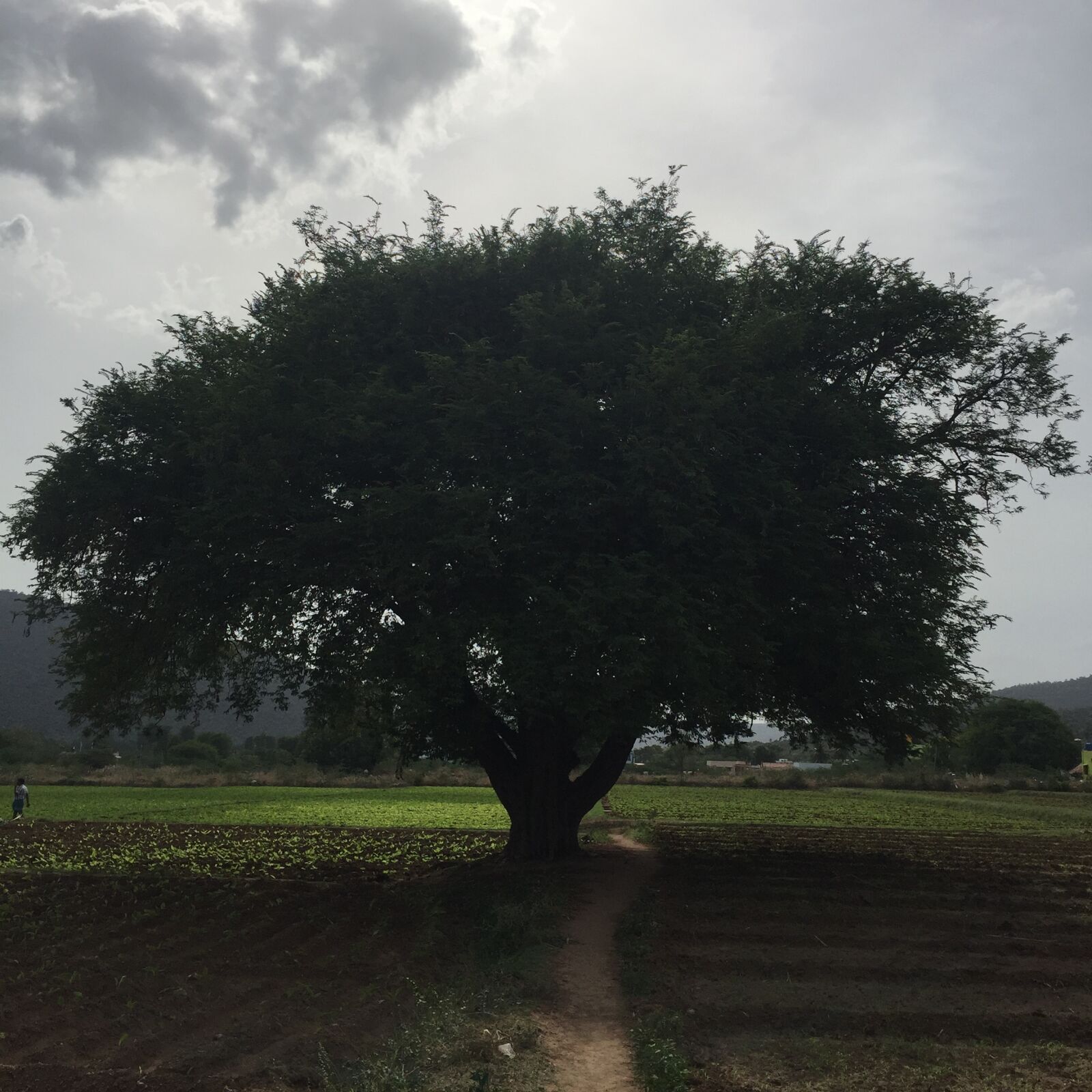 Apple iPhone 6 sample photo