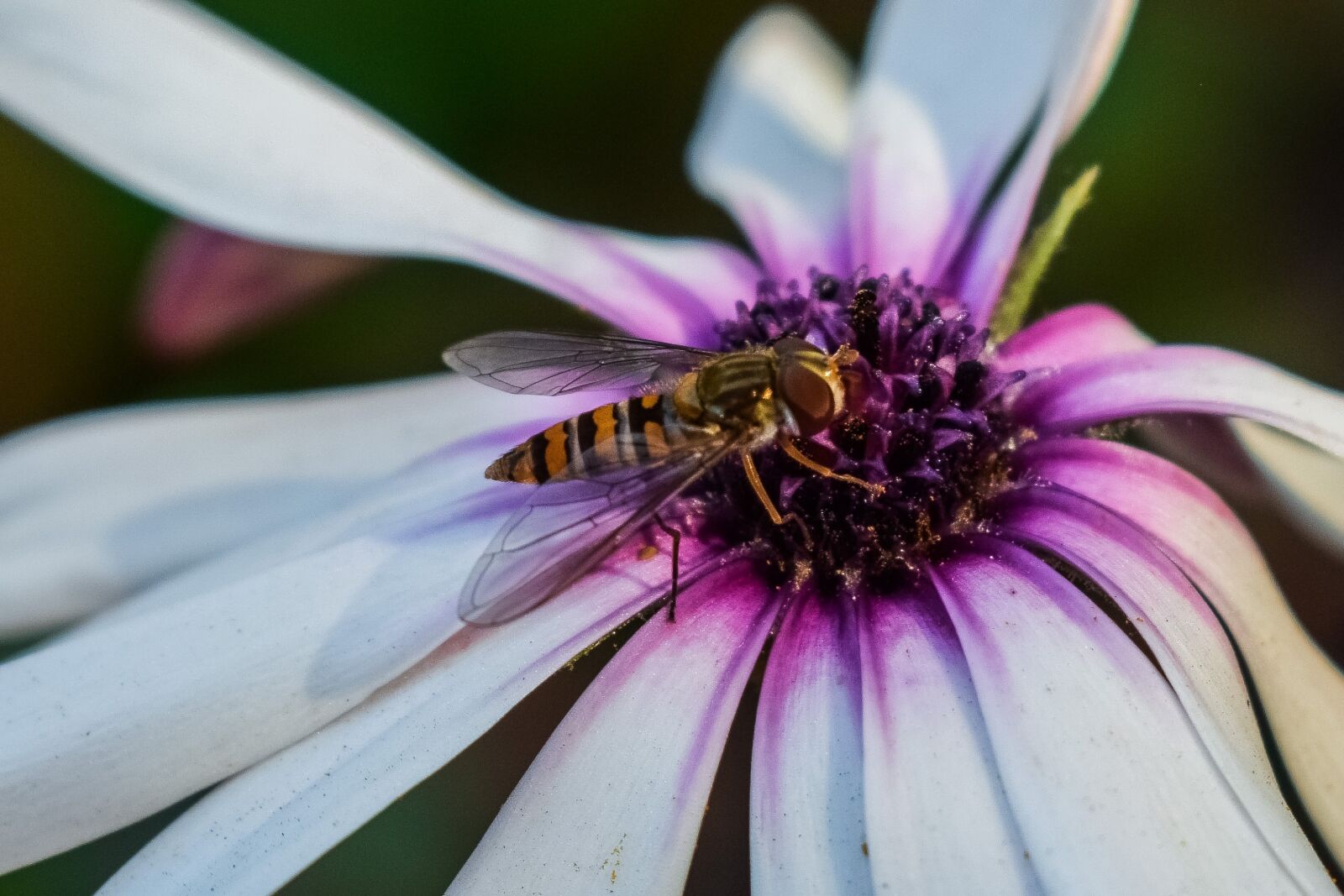 Nikon D3300 sample photo. Flower, nature, flora photography