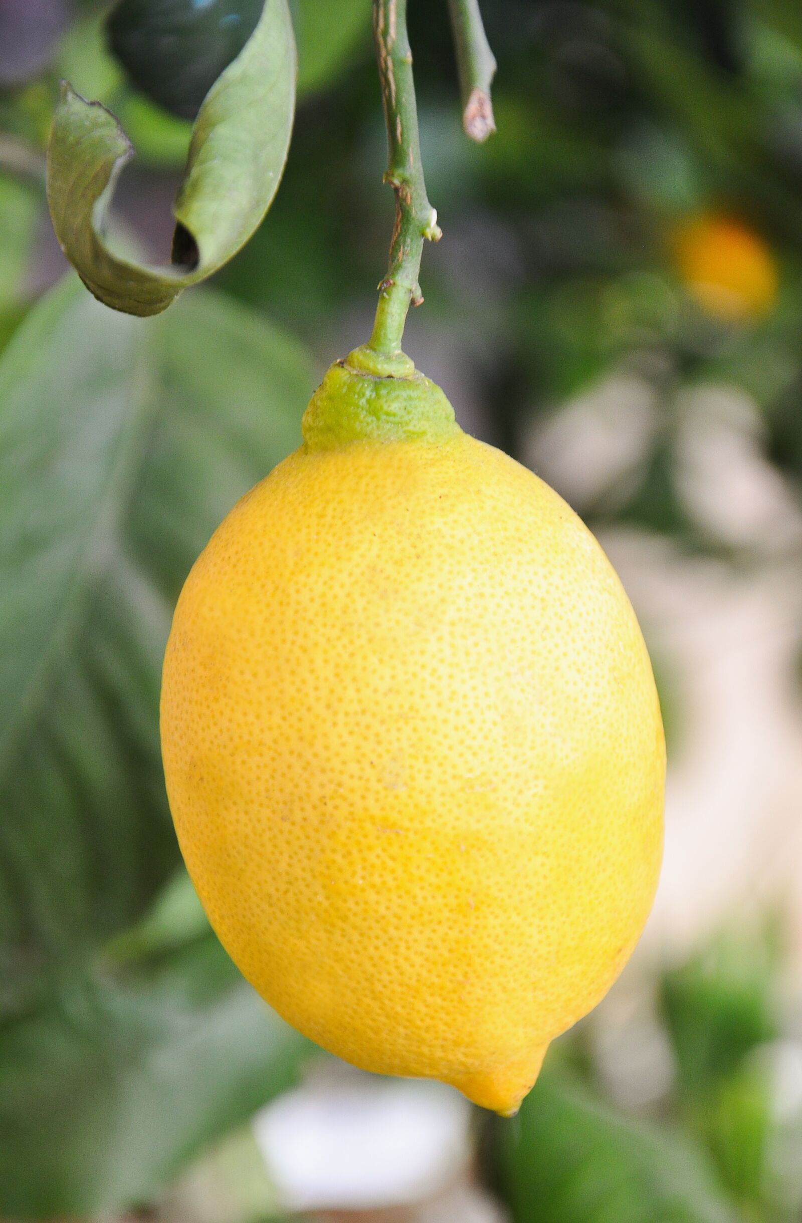 Nikon D90 sample photo. Lemon, sour, yellow photography