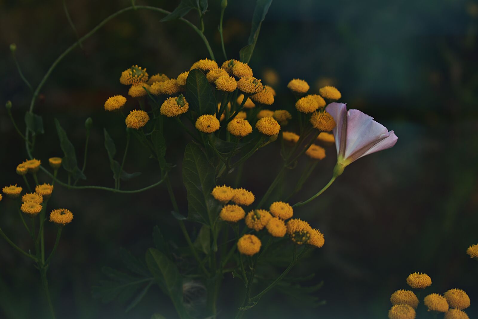 Nikon D3400 sample photo. Yellow, nature, summer photography