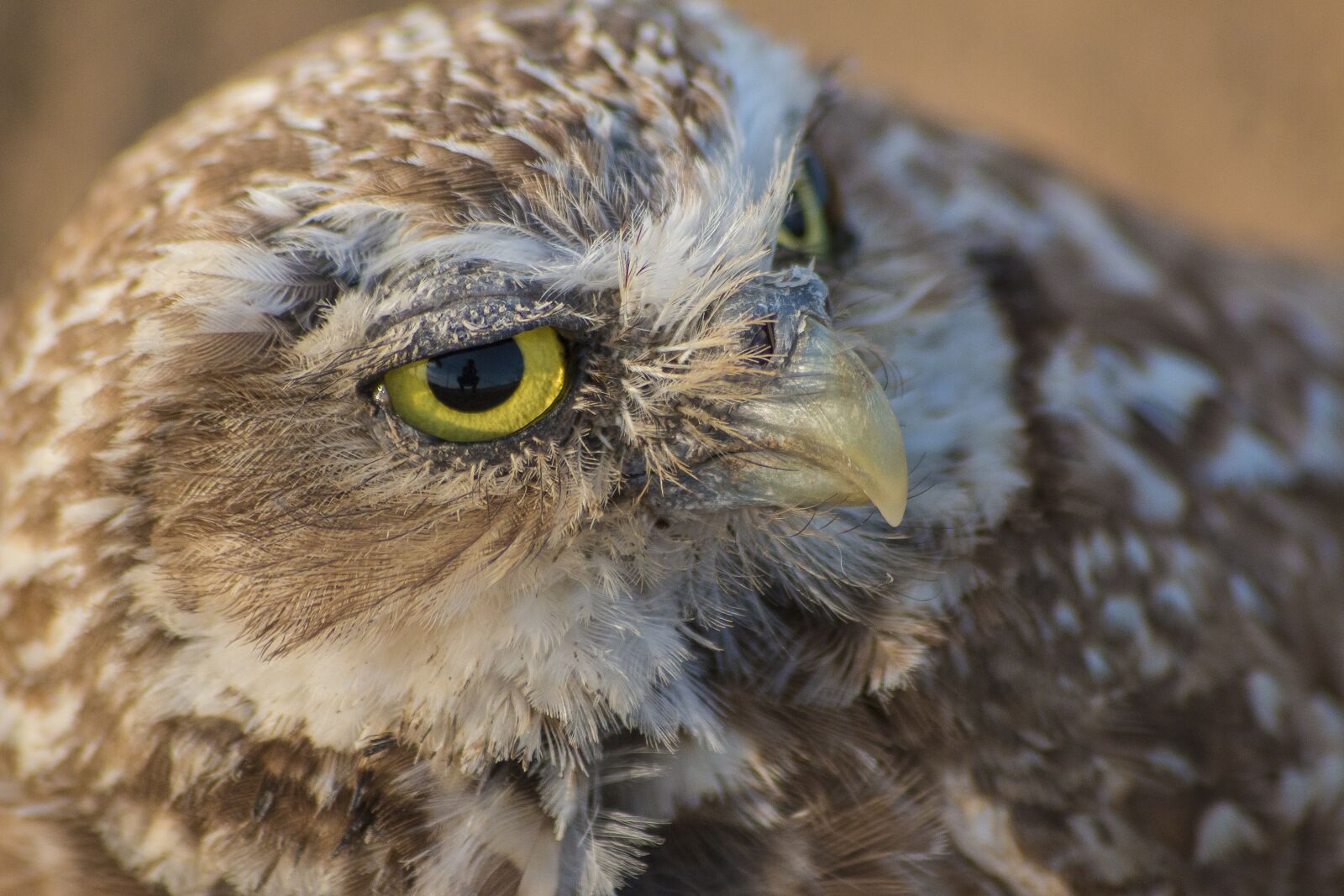 Canon EOS 70D sample photo. Burrowing owl, owl, ground photography