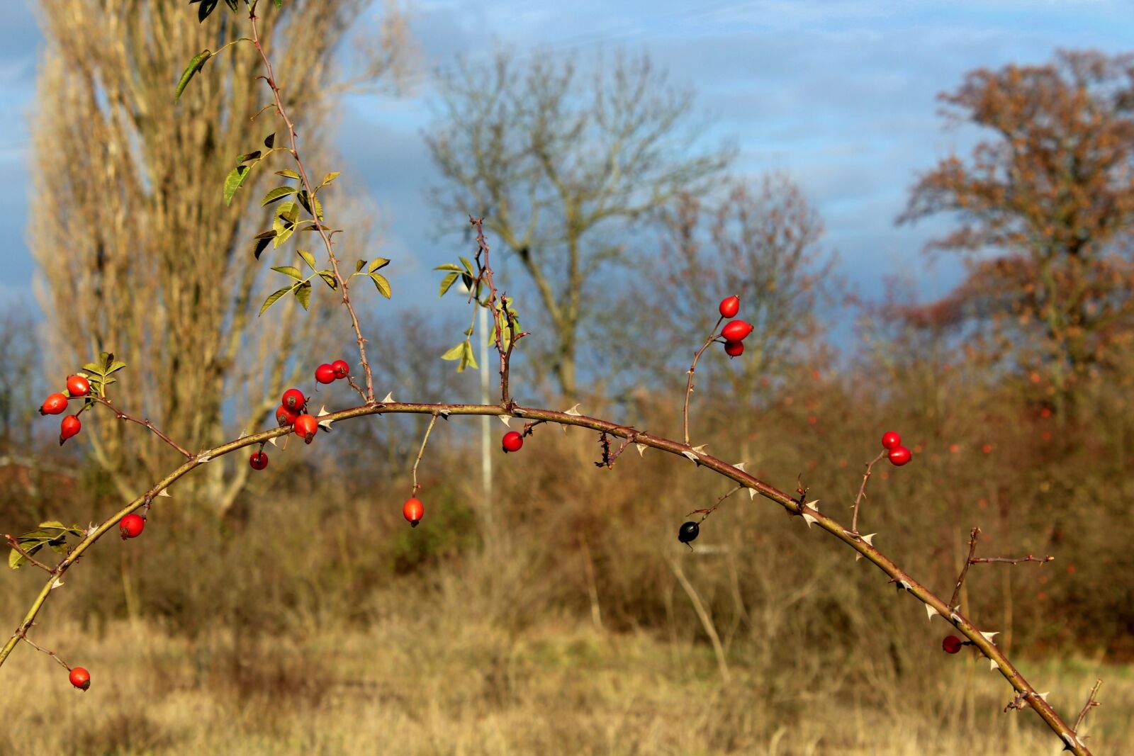 Canon EOS 1200D (EOS Rebel T5 / EOS Kiss X70 / EOS Hi) sample photo. Wild rose, rose hips photography