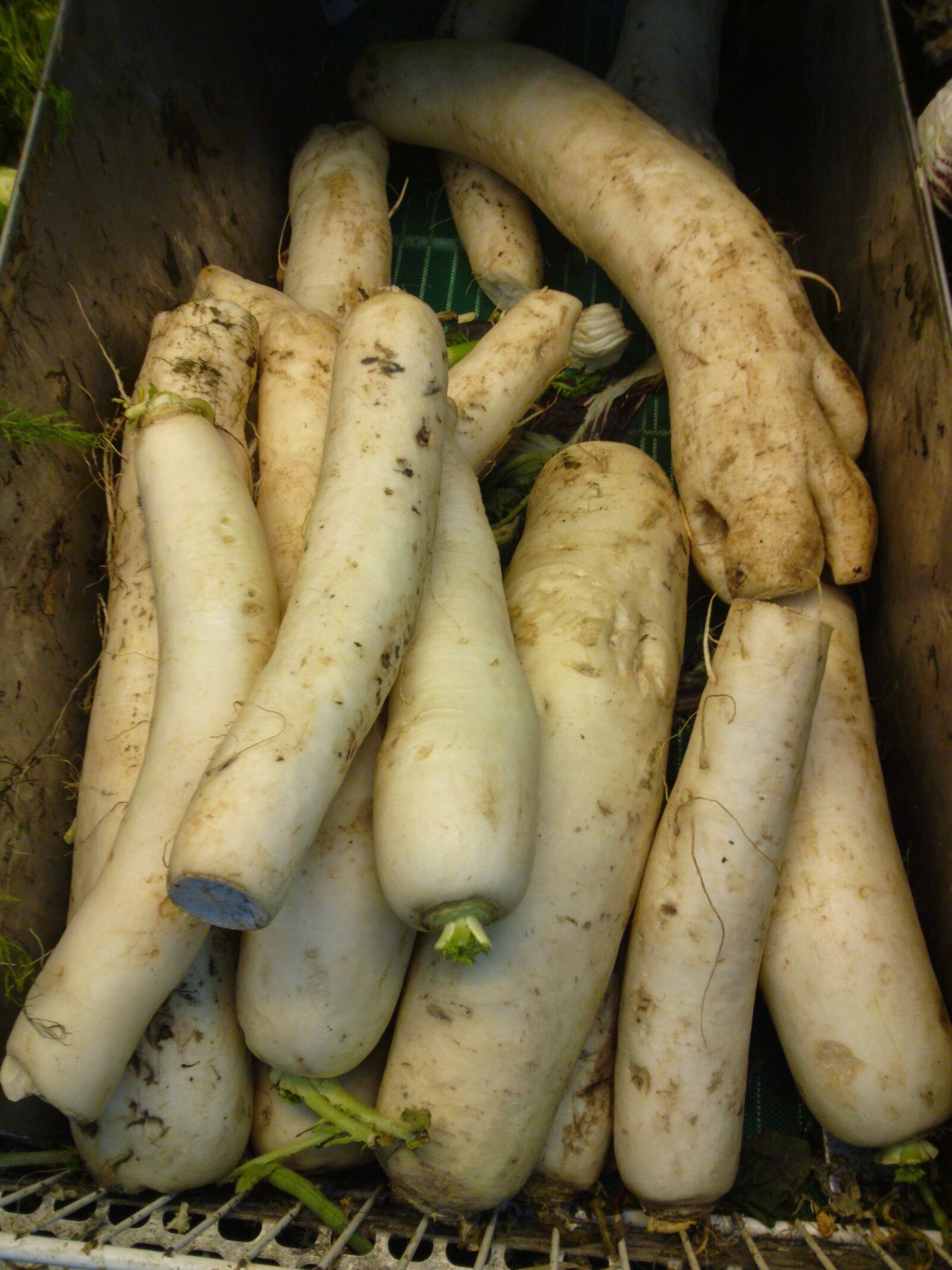 LG P760 sample photo. Radishes, vegetables, roots photography