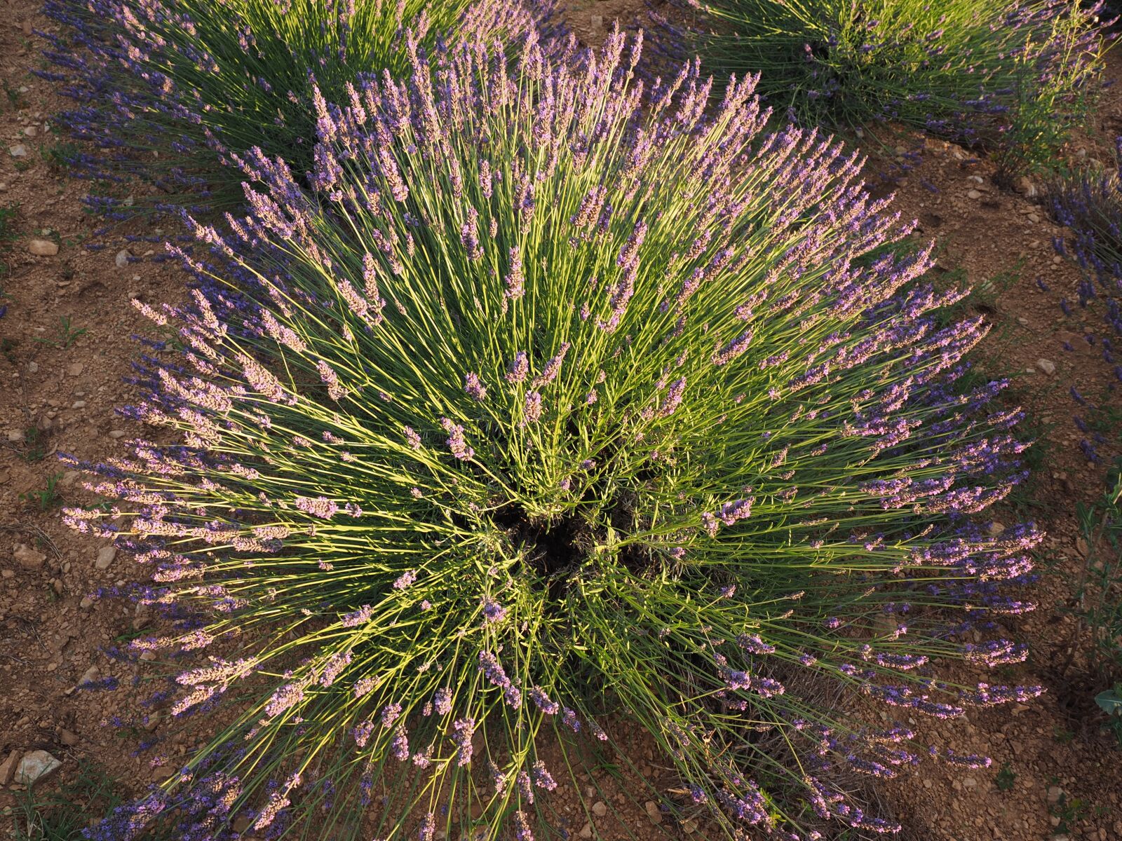 Olympus OM-D E-M1 + Olympus M.Zuiko Digital ED 12-40mm F2.8 Pro sample photo. Lavender shrub, lavender, evening photography