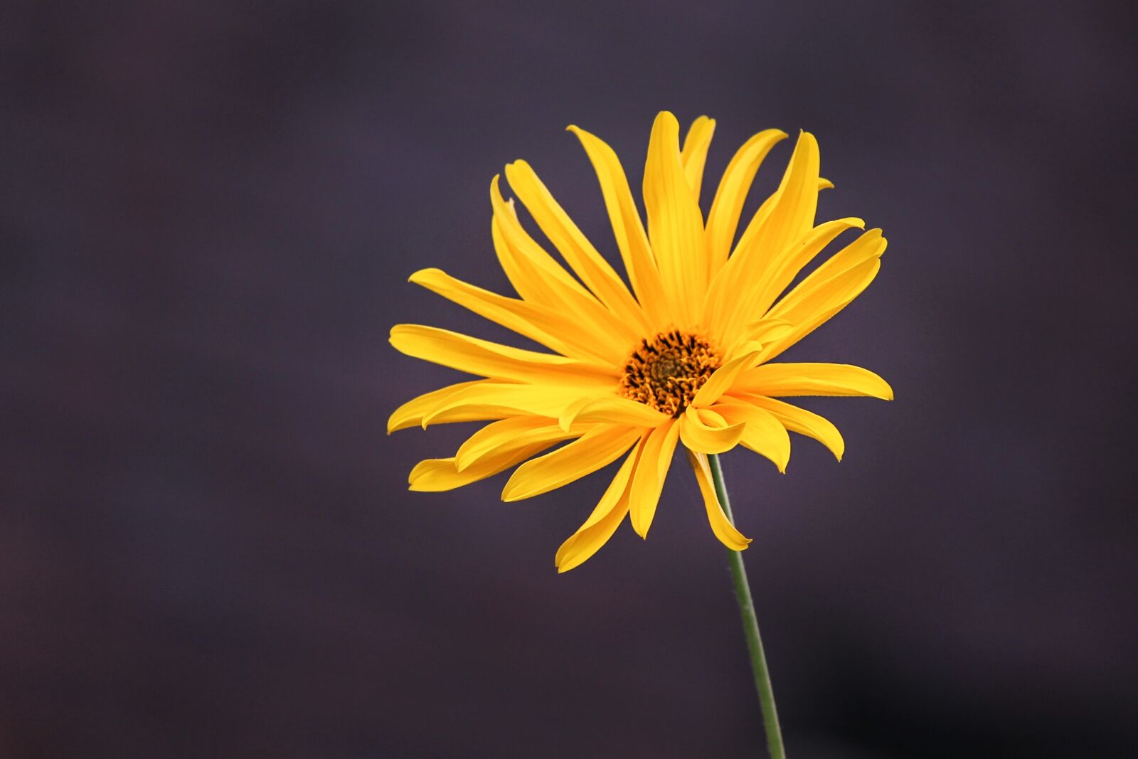 Canon EOS 1100D (EOS Rebel T3 / EOS Kiss X50) sample photo. Perennials-sun flower, sunflower, helianthus photography