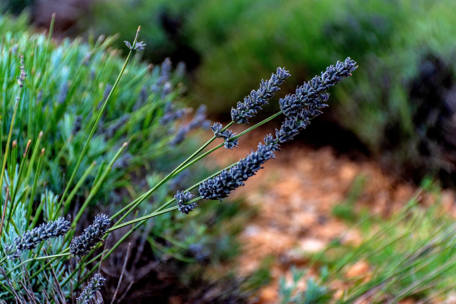 Nikon D5600 sample photo. Lavender, purple flowers, periwinkle photography