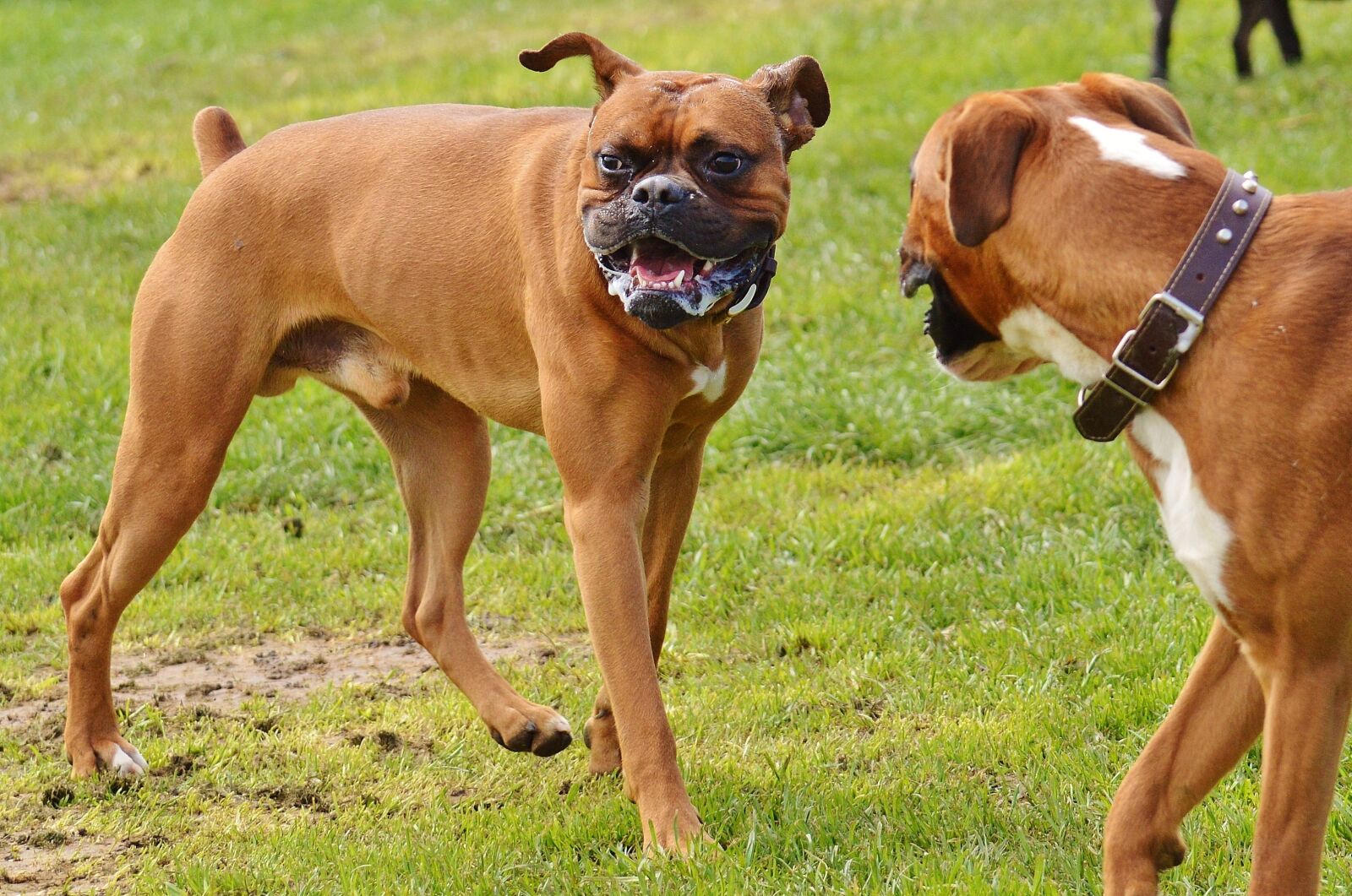 Nikon D3200 sample photo. Boxer dogs, dogs, good photography