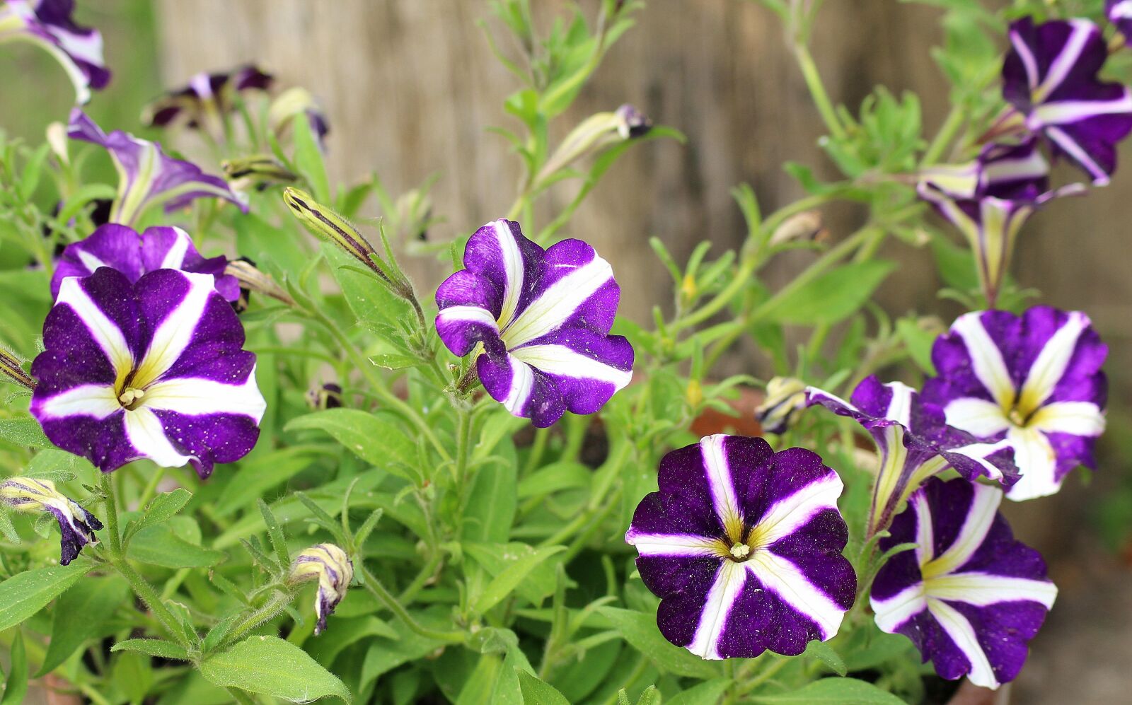 Canon EOS 1200D (EOS Rebel T5 / EOS Kiss X70 / EOS Hi) sample photo. Petunia, purple flowers, flower photography