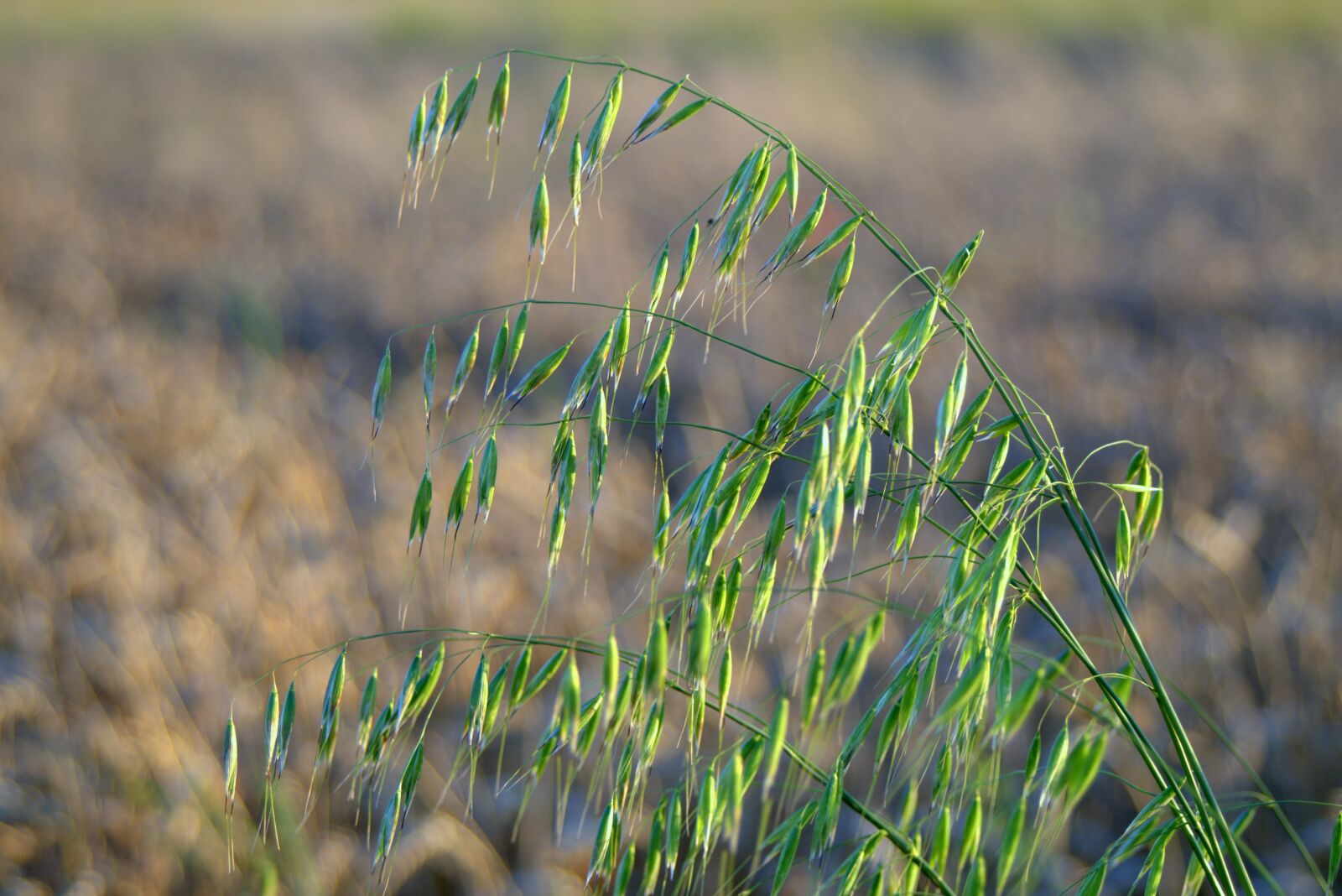 Pentax K-S2 sample photo. Oats, harvest festival, collections photography