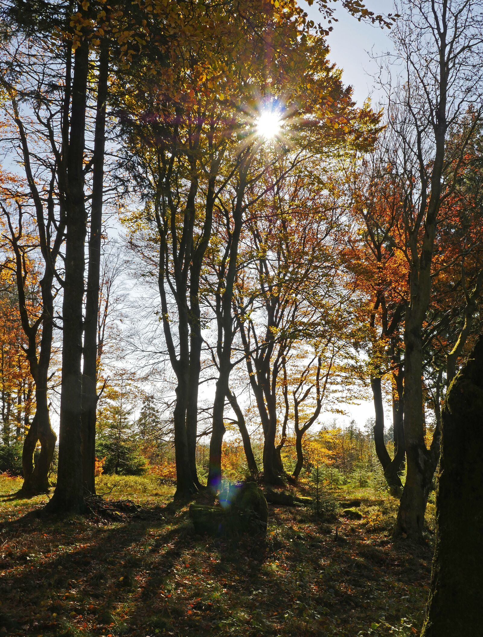 Panasonic Lumix DMC-GX8 sample photo. Autumn sun, golden october photography