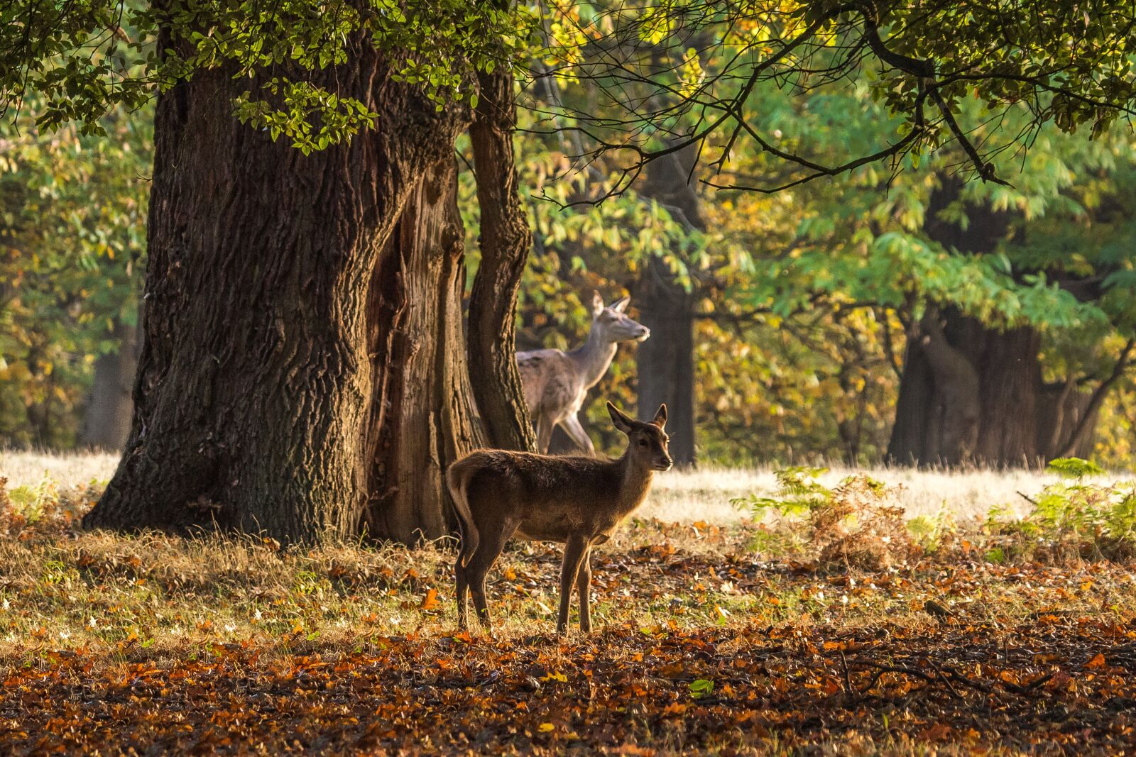 Canon EOS 60D sample photo. Deer, autumn, trees photography