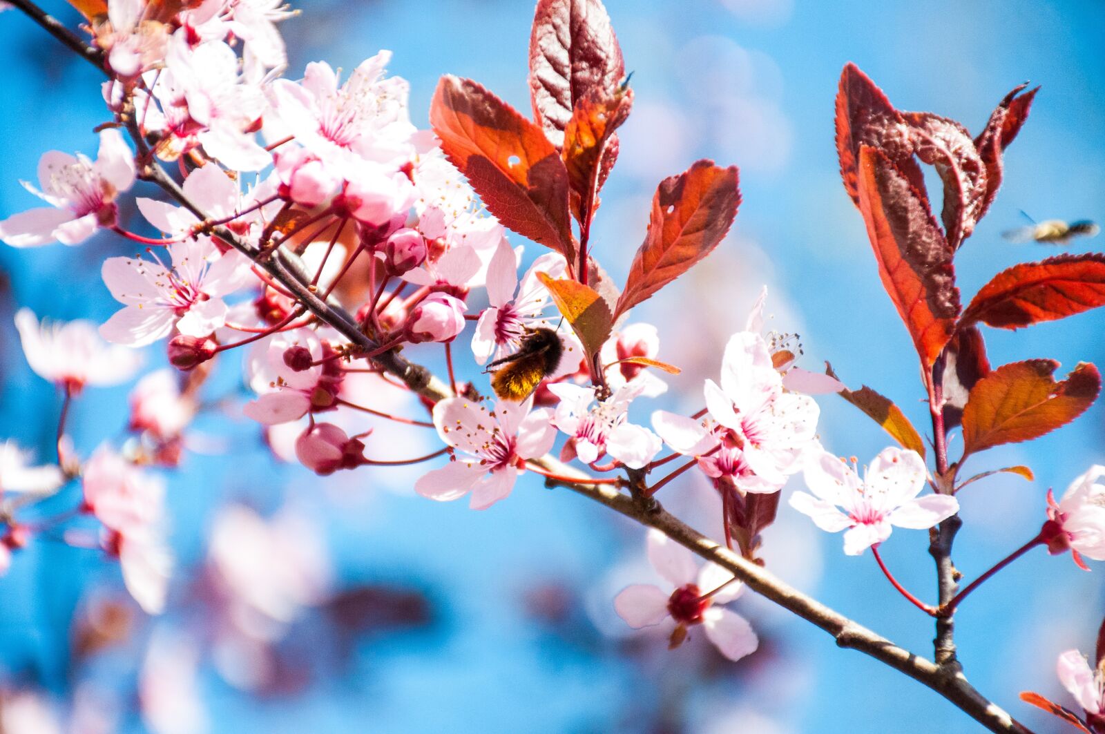 Nikon D90 sample photo. Cherry, blossom, bloom photography