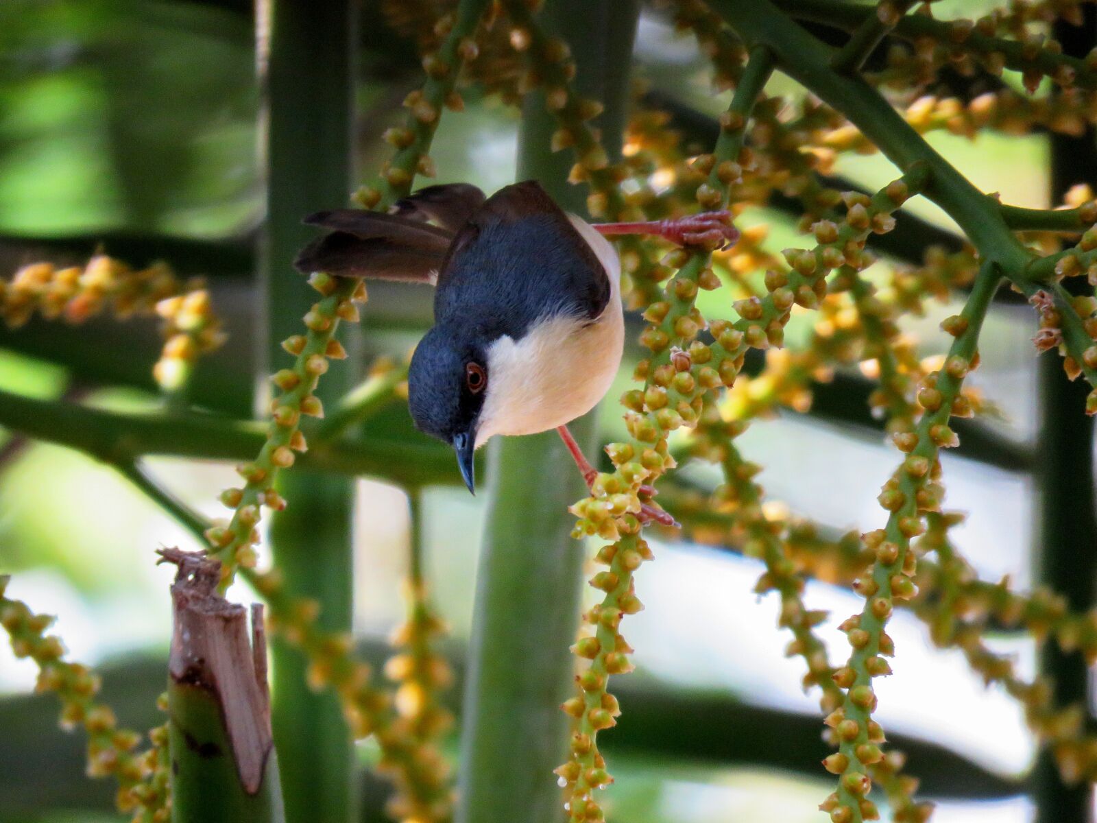 Canon PowerShot SX60 HS sample photo. Robin, indian robin, bird photography
