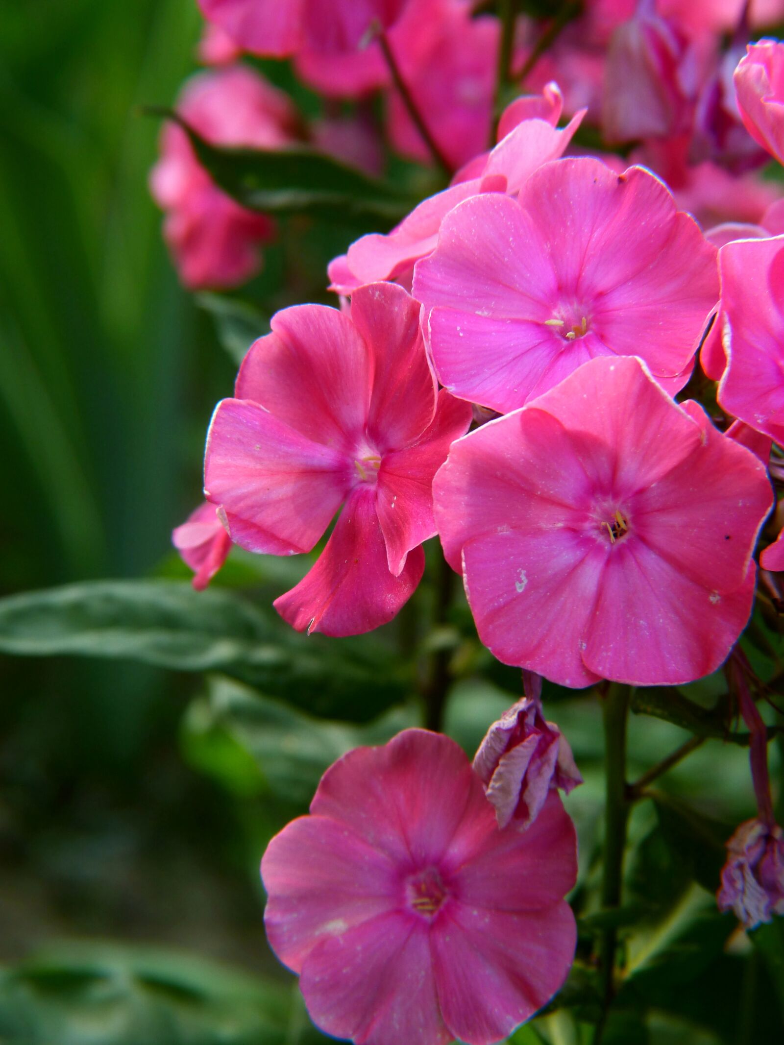 Panasonic Lumix DMC-FZ40 (Lumix DMC-FZ45) sample photo. Flower, pink, bouquet photography
