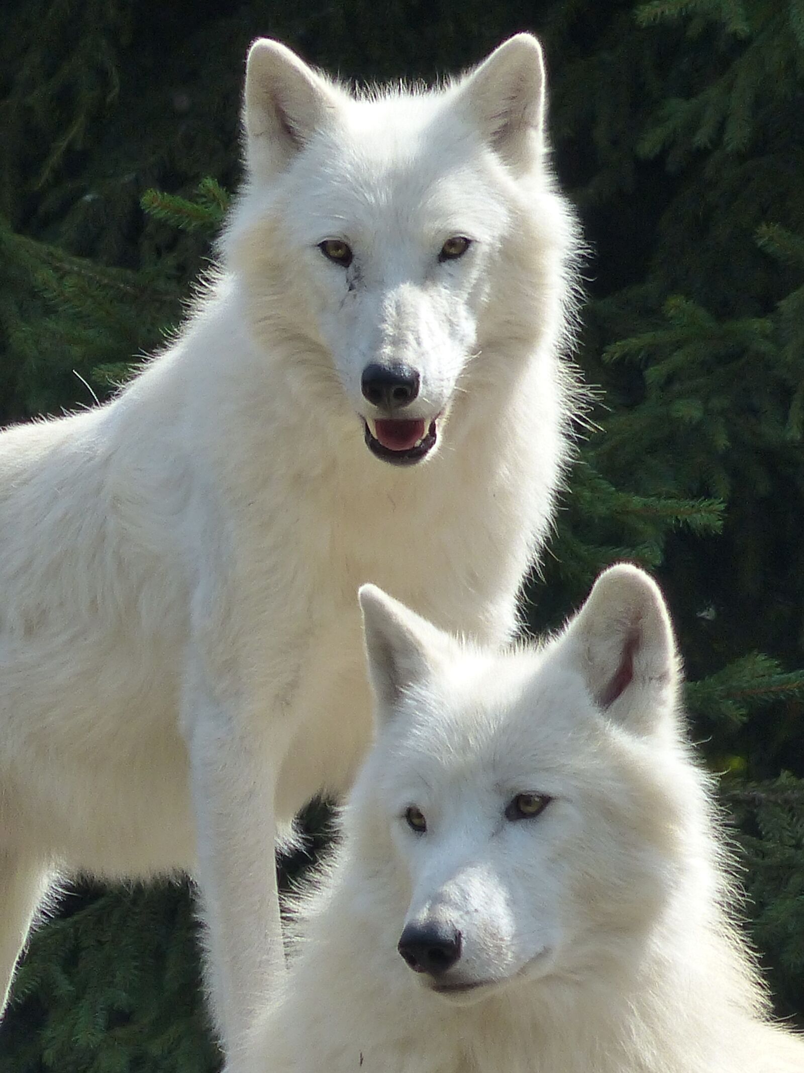 Panasonic Lumix DMC-FZ200 sample photo. Wolf, white, pack photography