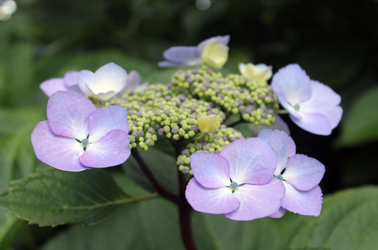 Canon EOS 1100D (EOS Rebel T3 / EOS Kiss X50) sample photo. Lavender, purple, flower photography